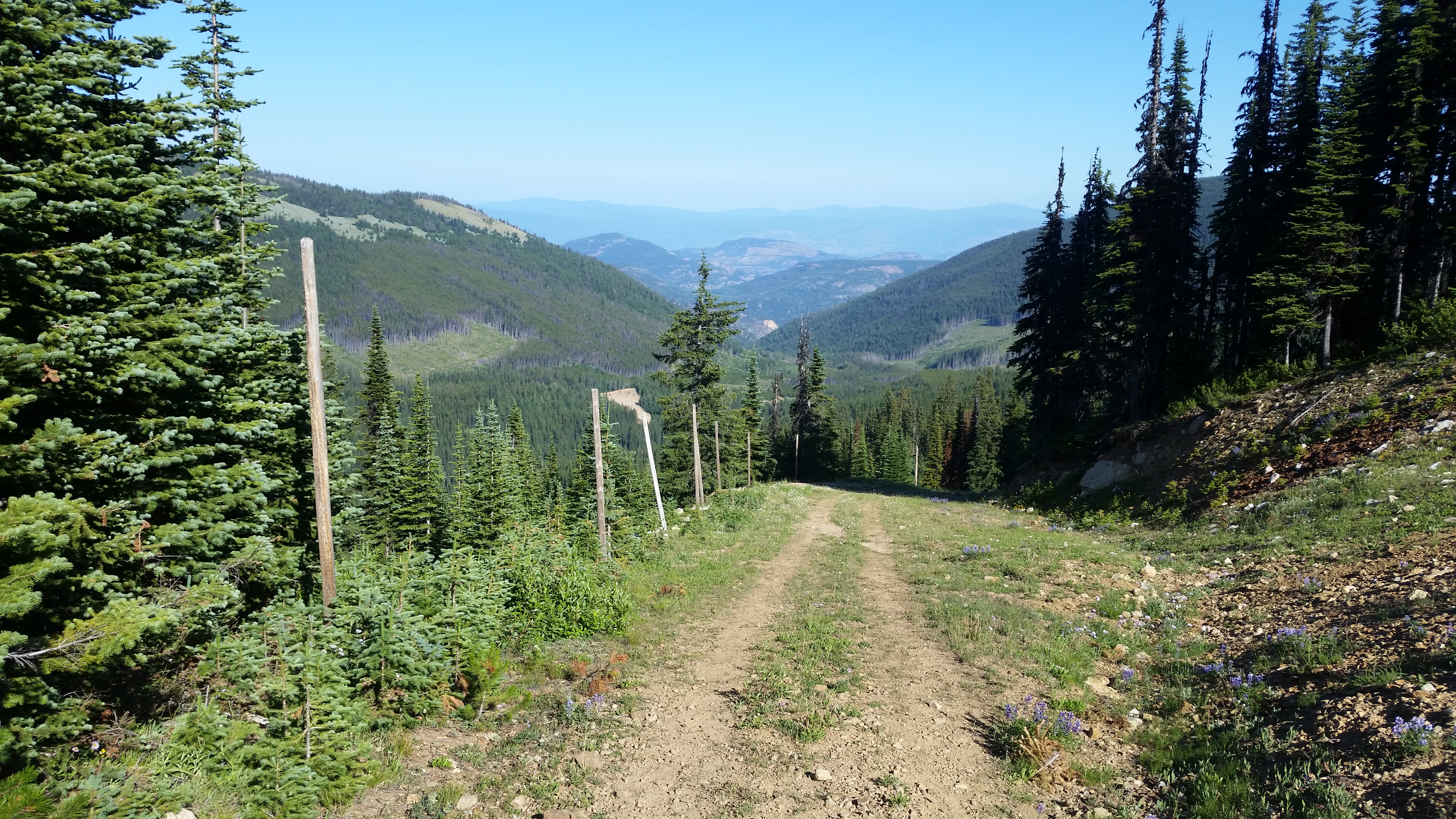 Mountain trail surrounded by pine trees and distant mountain views.