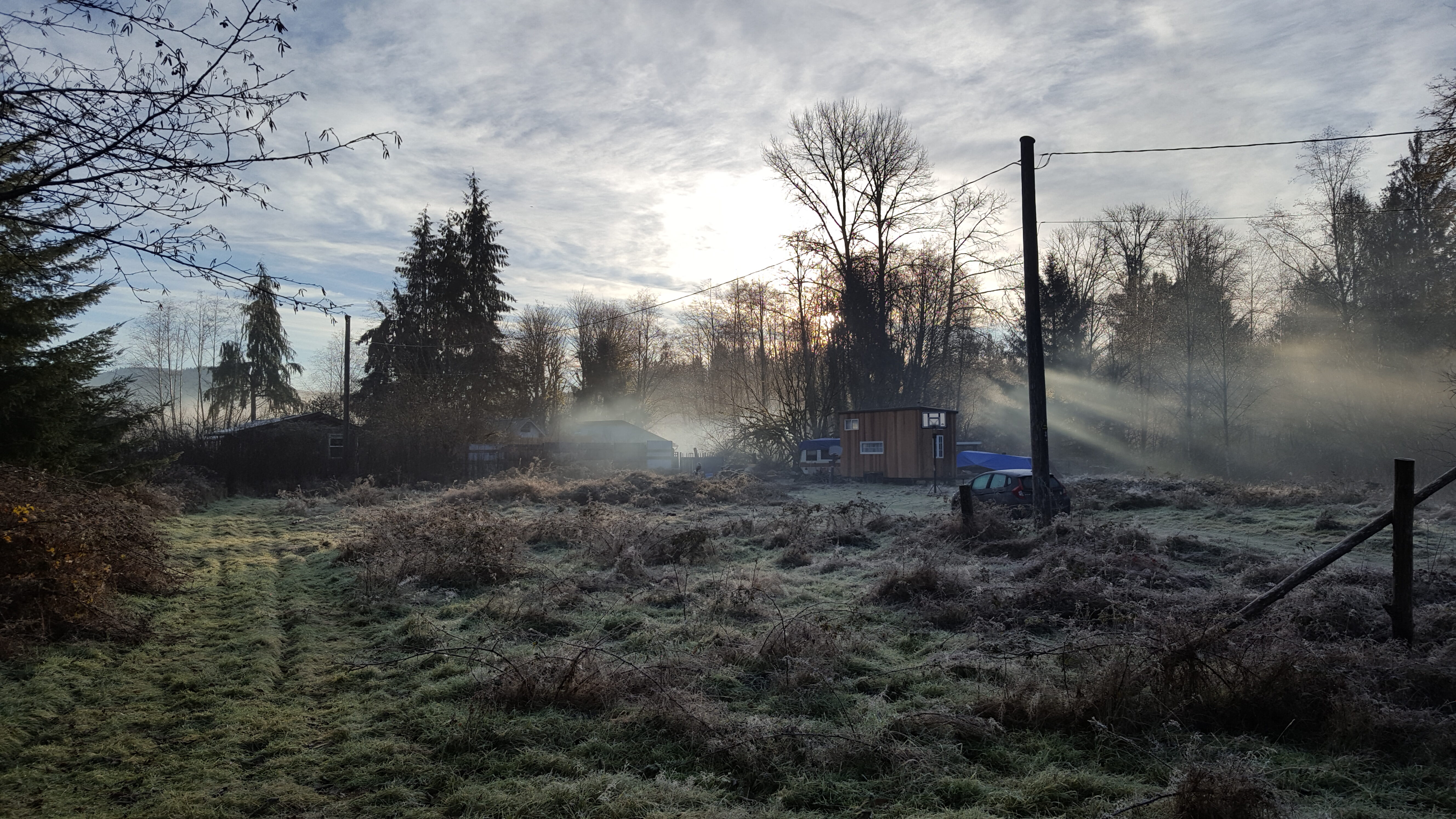 Serene early morning landscape at Rainforest Commons with trees and mist.