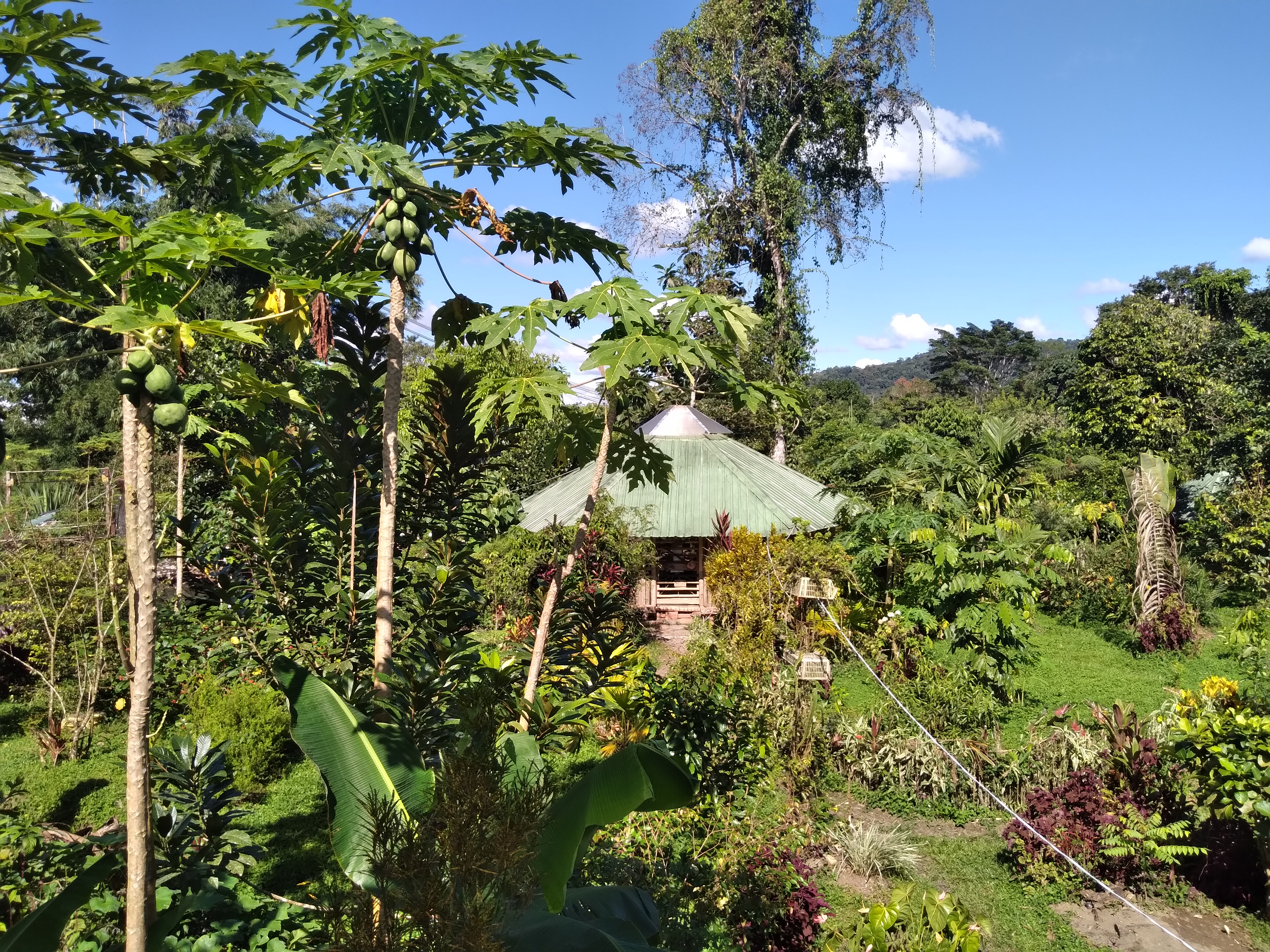 Lush community garden with diverse plants and trees in a rural setting.