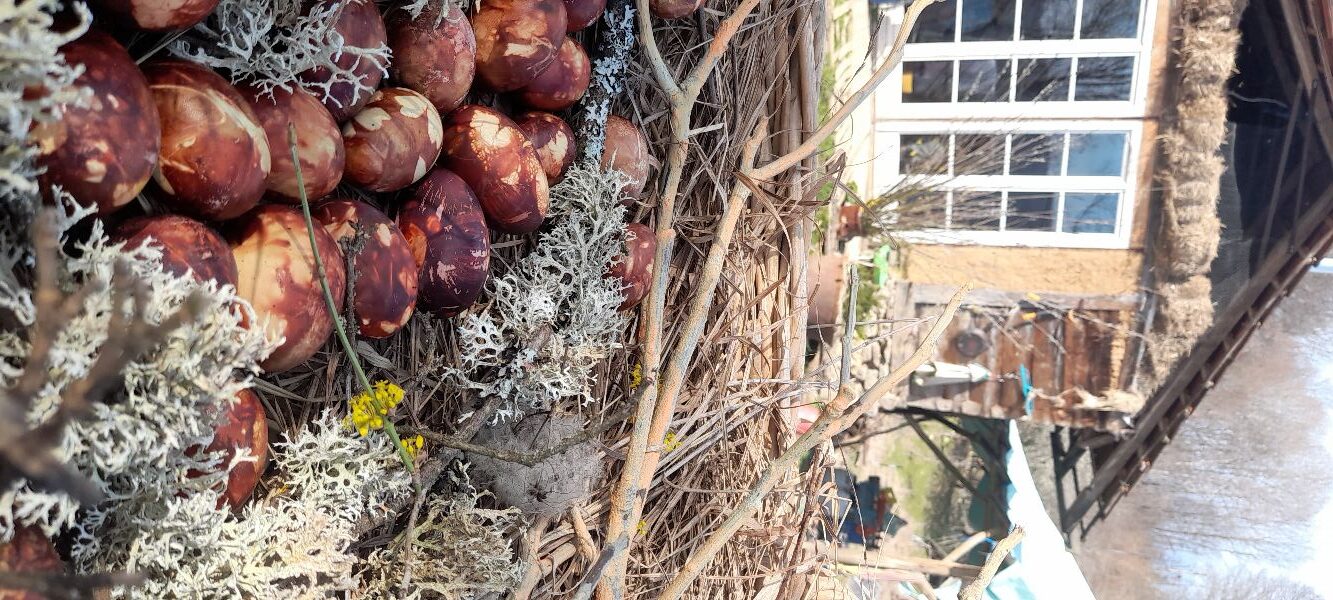 Close-up of onions and plants in a community garden setting.