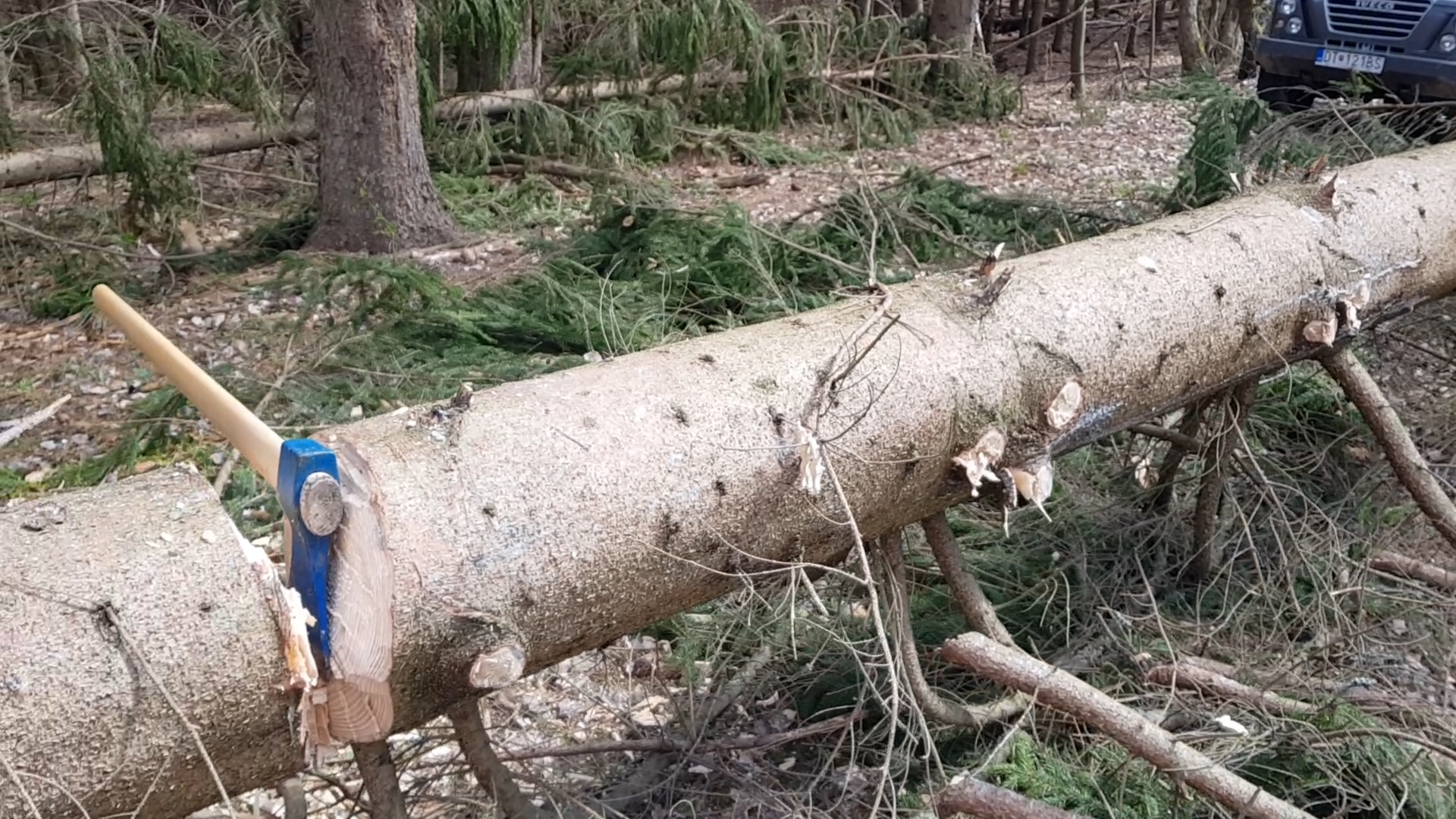 Fallen tree with a saw mark in a forest setting for sustainable living.