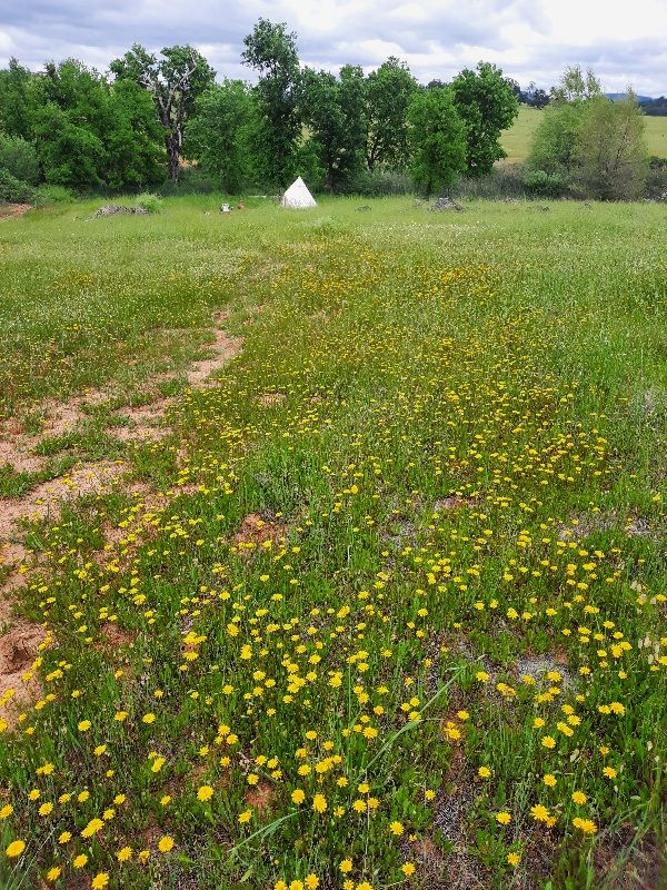 Open field with yellow wildflowers, trees, and a white tent in the distance.