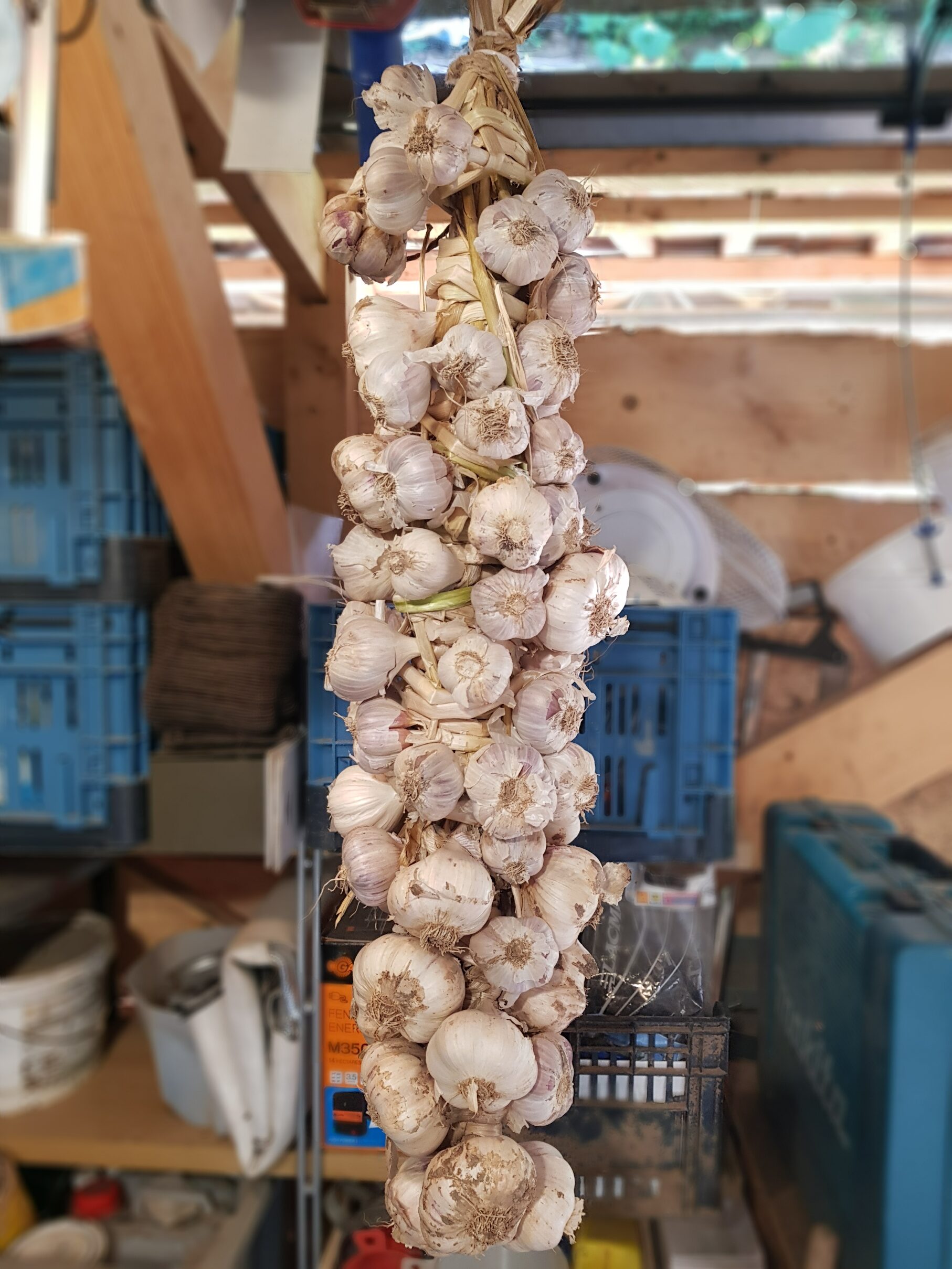 Hanging garlic bulbs in a rustic farm setting for cultivation.