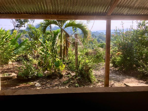 View of tropical garden with banana and palm trees in Ecuador.