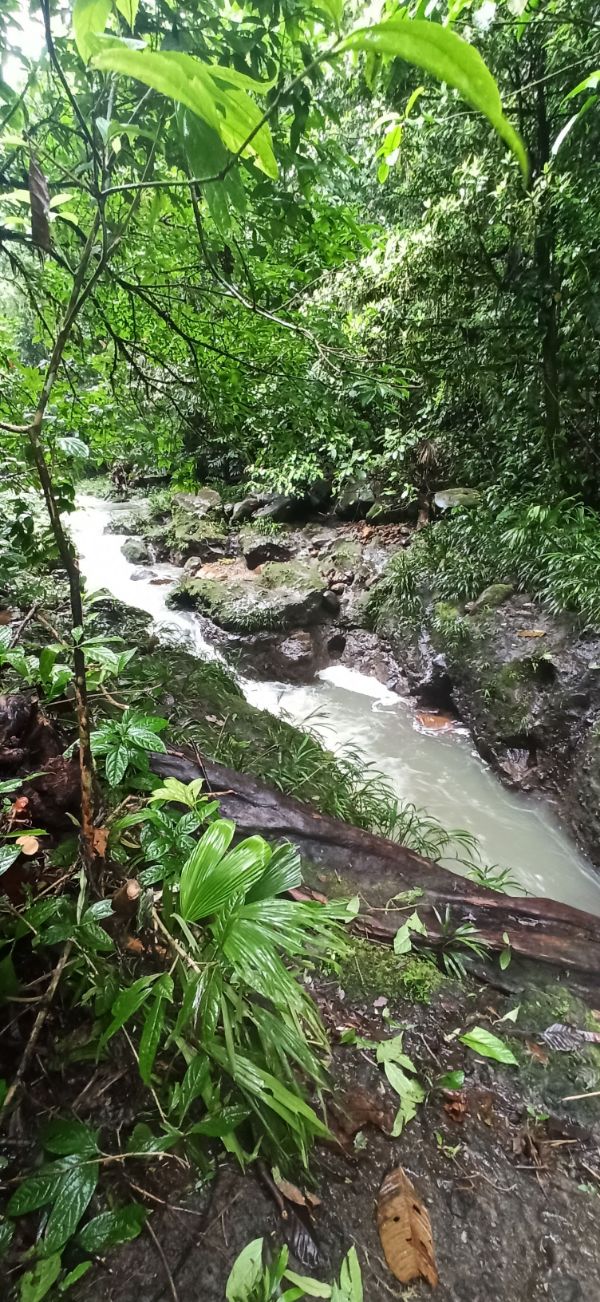 Serene forest stream flowing through lush green jungle environment.