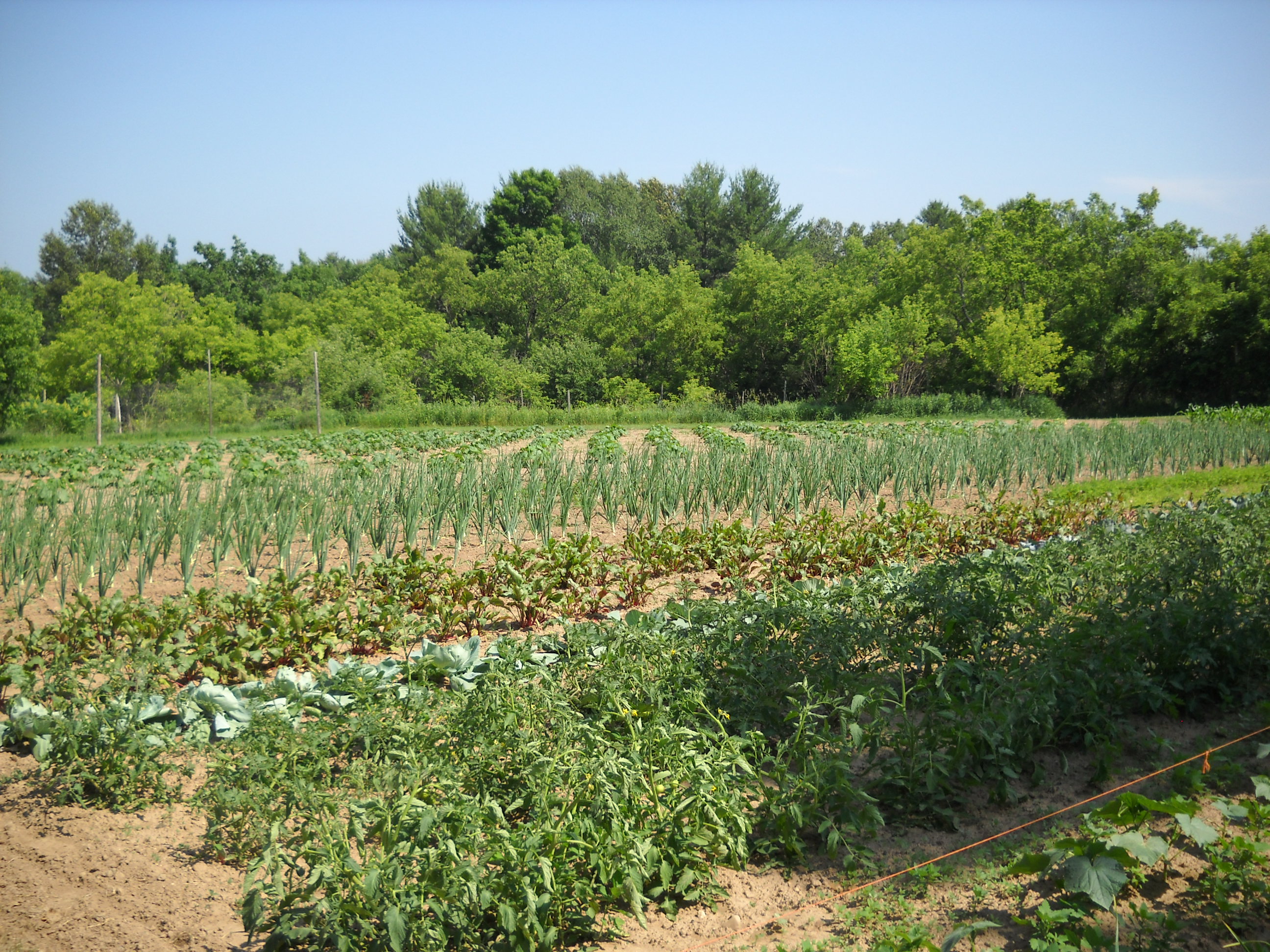 Organic farm with vegetables and crops at ONE Homestead Community.