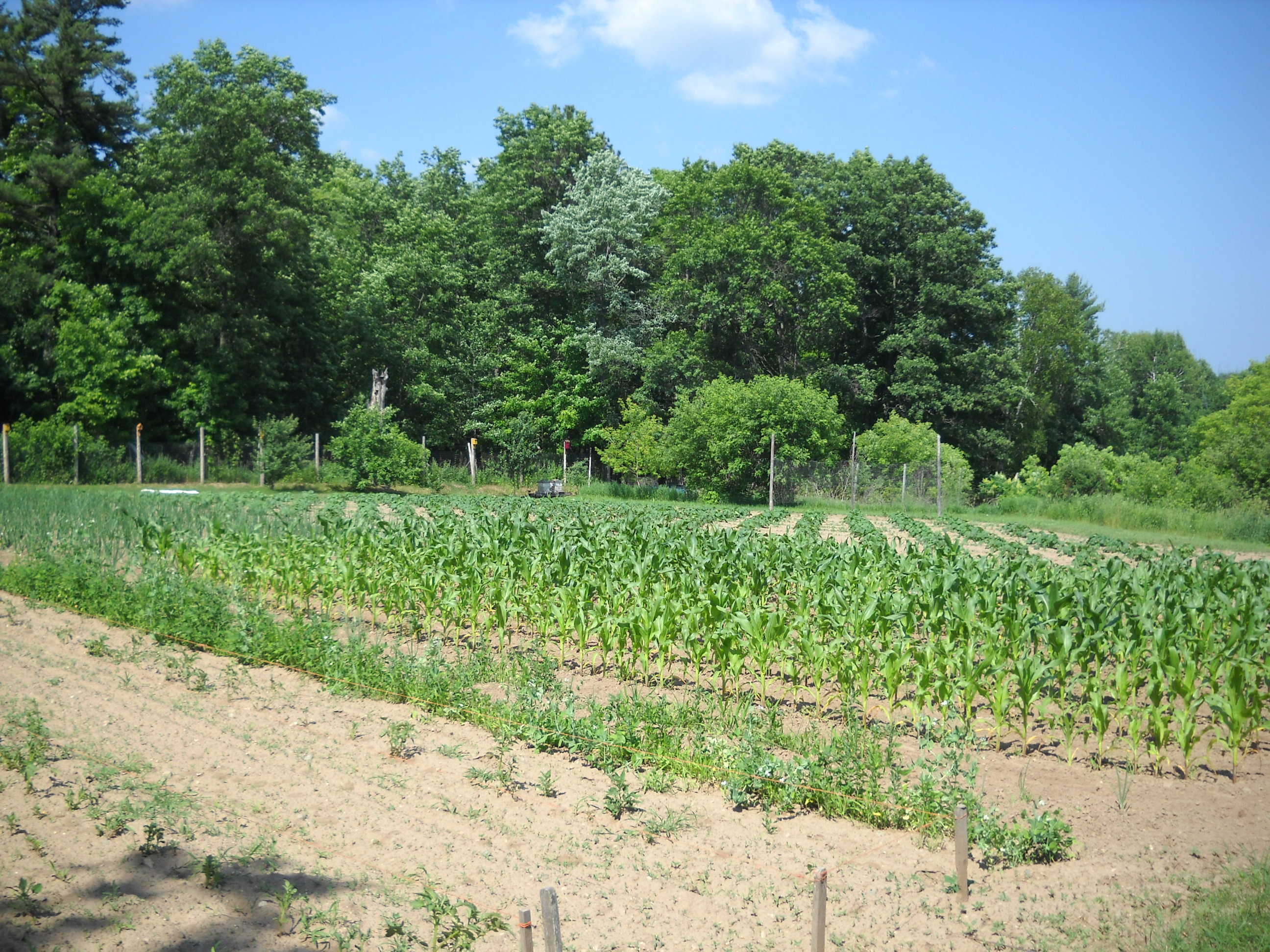 Fertile farm fields with crops and lush green trees in the background.