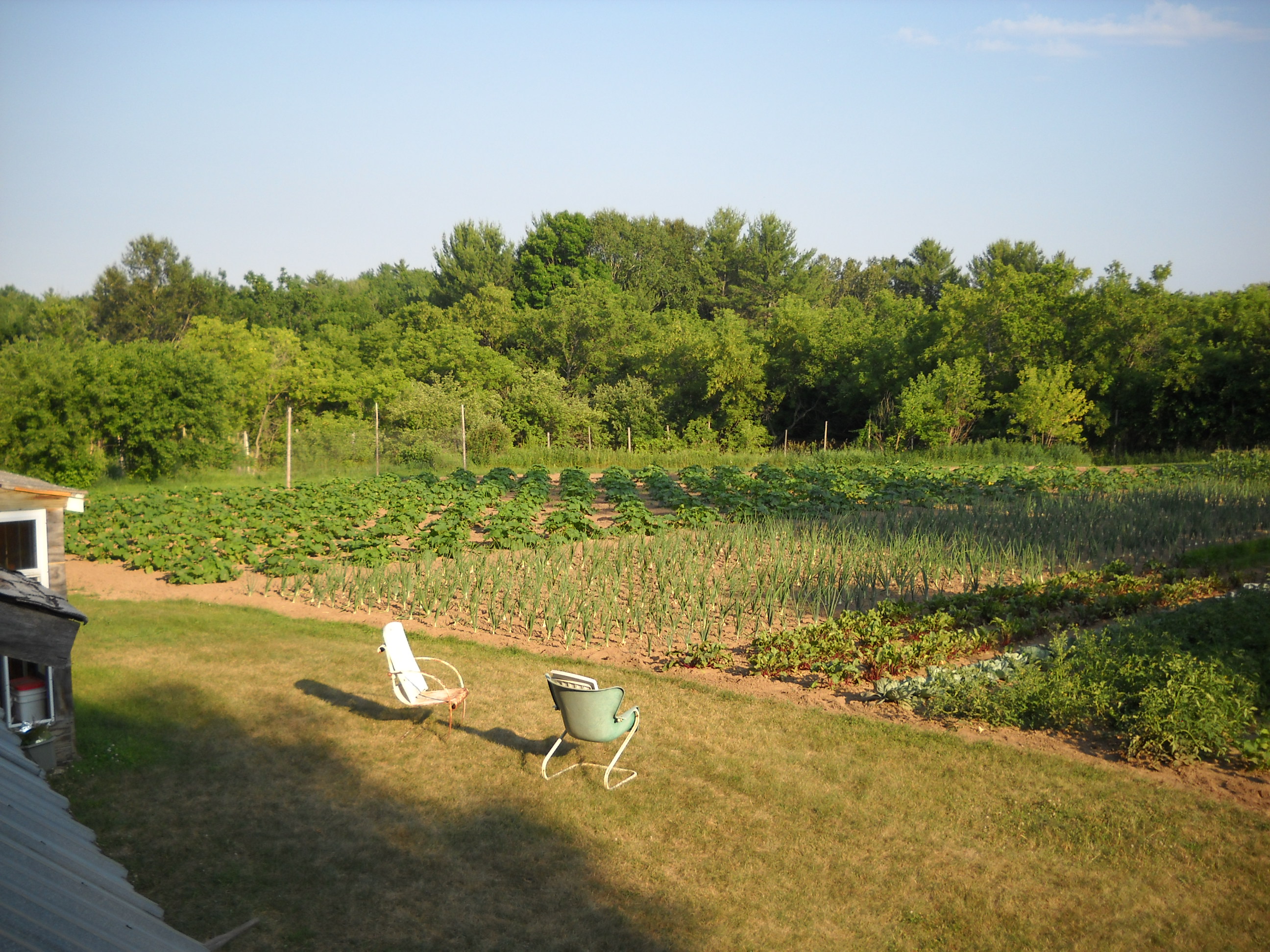 Community garden at ONE Homestead Intentional Community with lush greenery and cultivated plots.