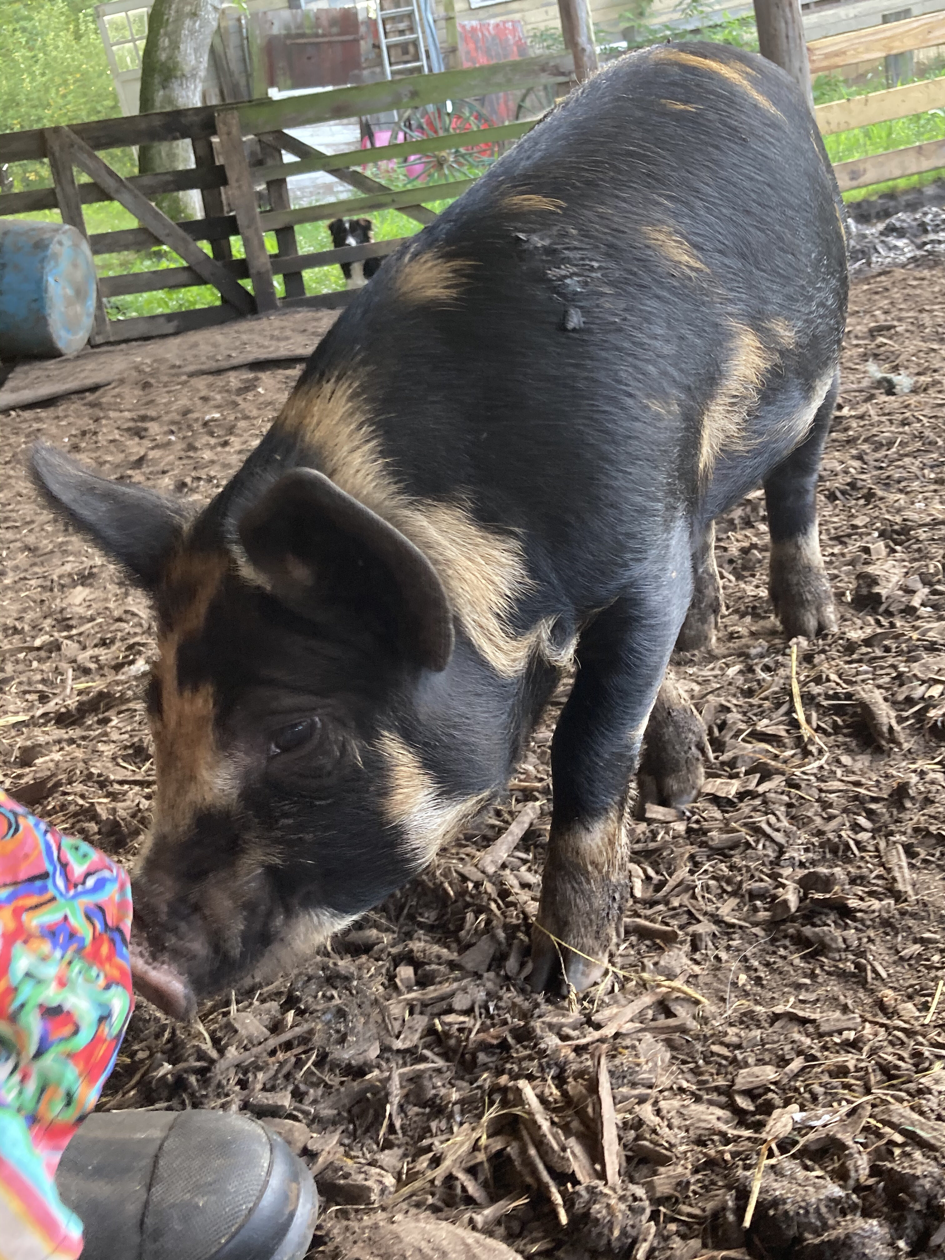 Small pig exploring dirt at Stone Garden Farm & Village.