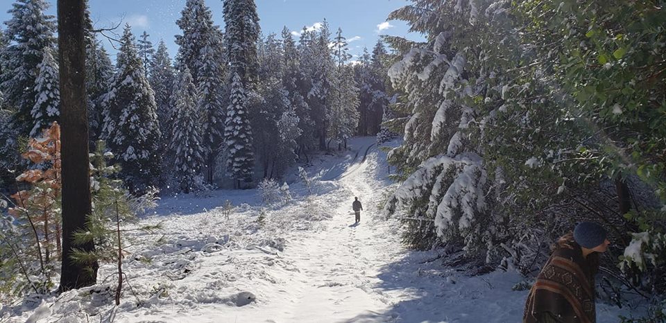 Snow-covered forest trail with a person walking and trees laden with snow.