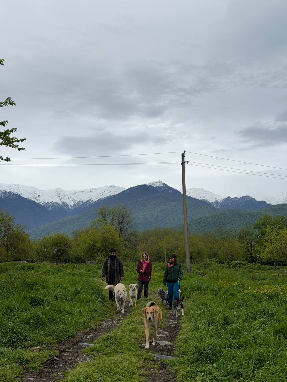 People walking with dogs in a green landscape with mountains in the background.