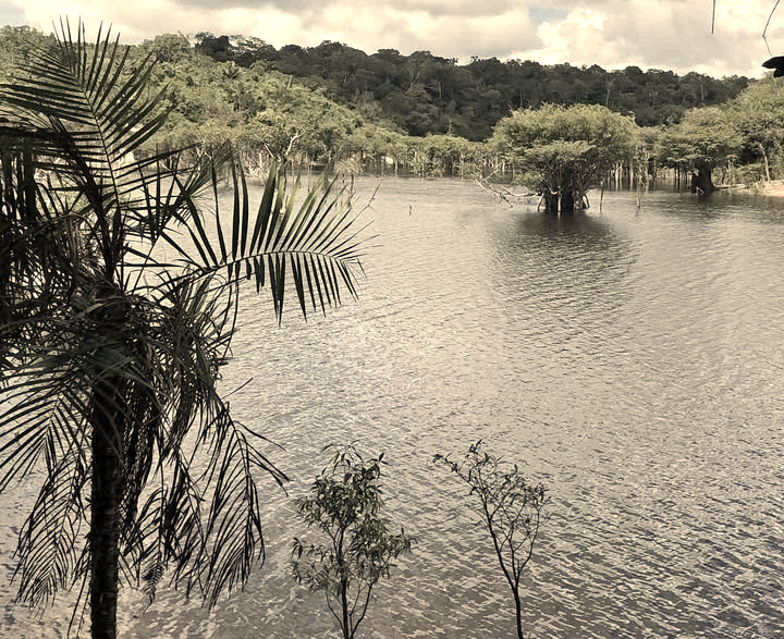 Flooded landscape with trees and water, lush greenery in the background.