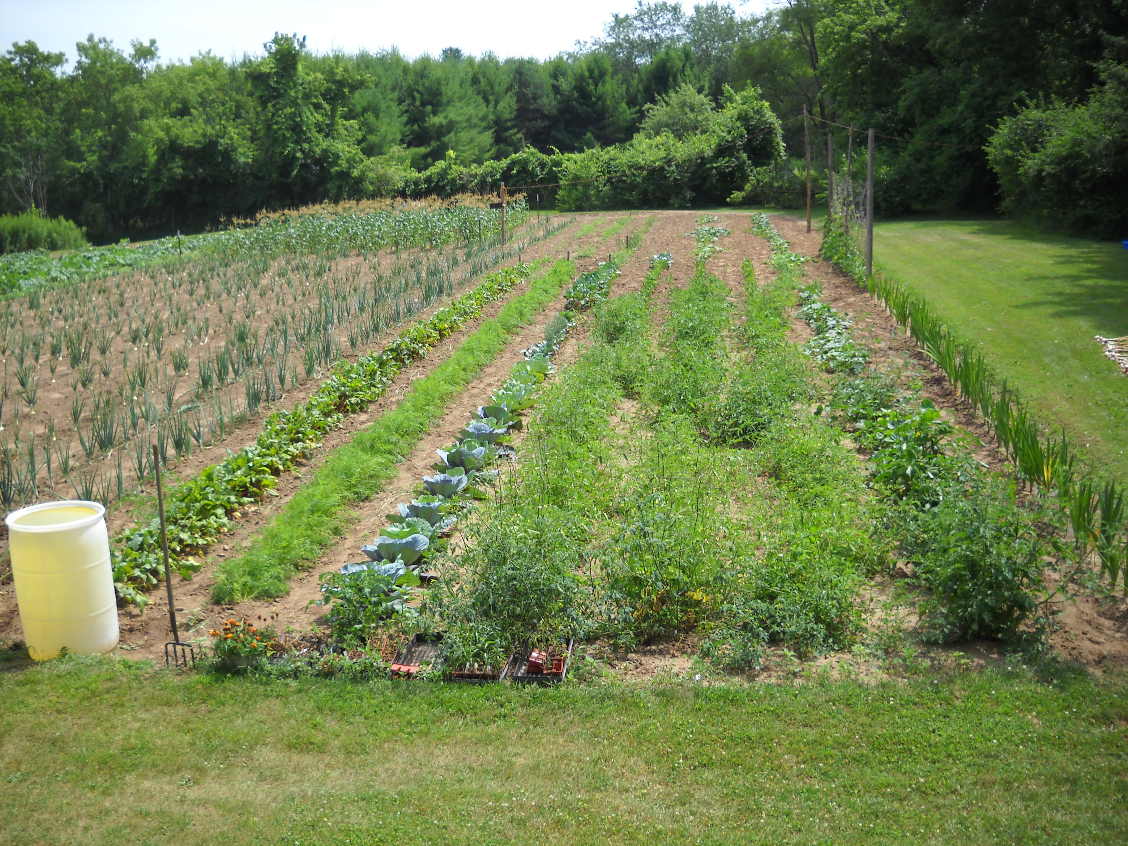 Community garden with vegetable beds and lush greenery at ONE Homestead.