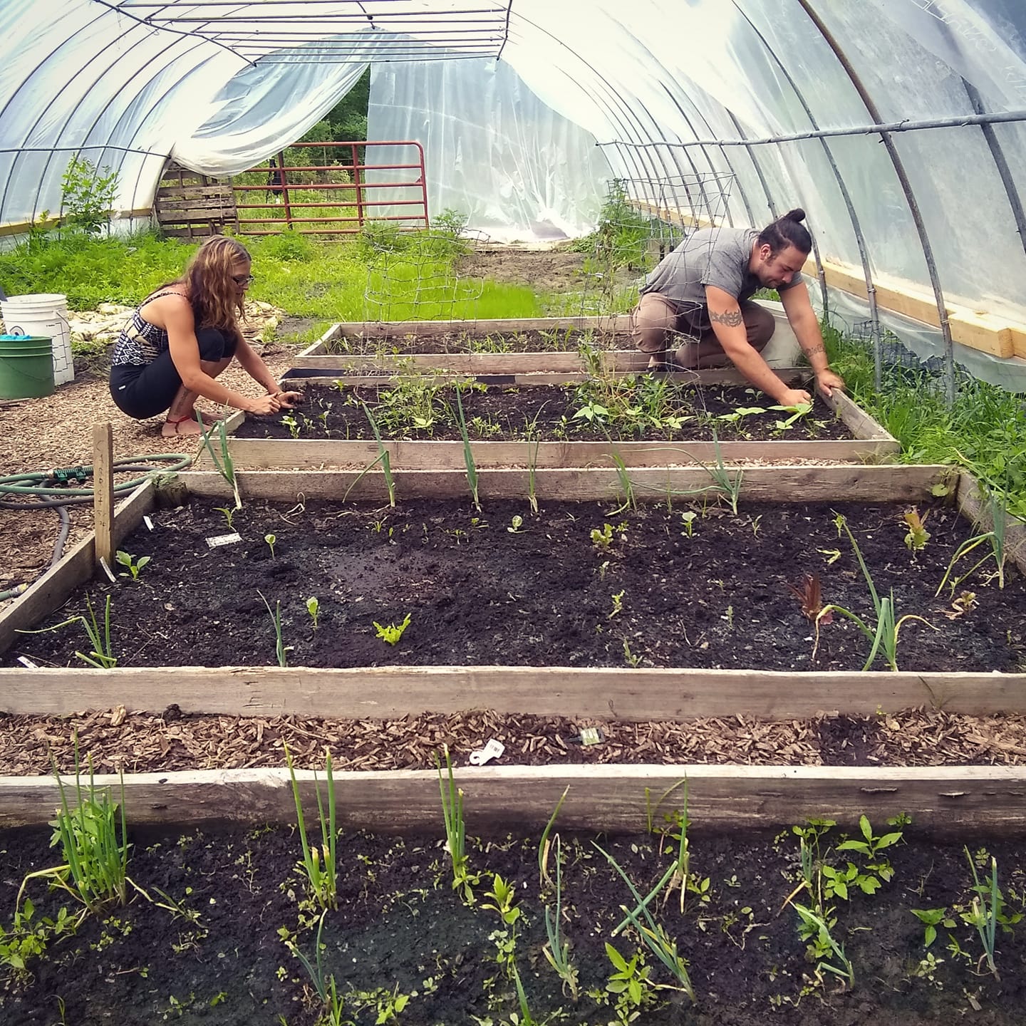 People working in a greenhouse garden at Sage Valley Ecovillage.