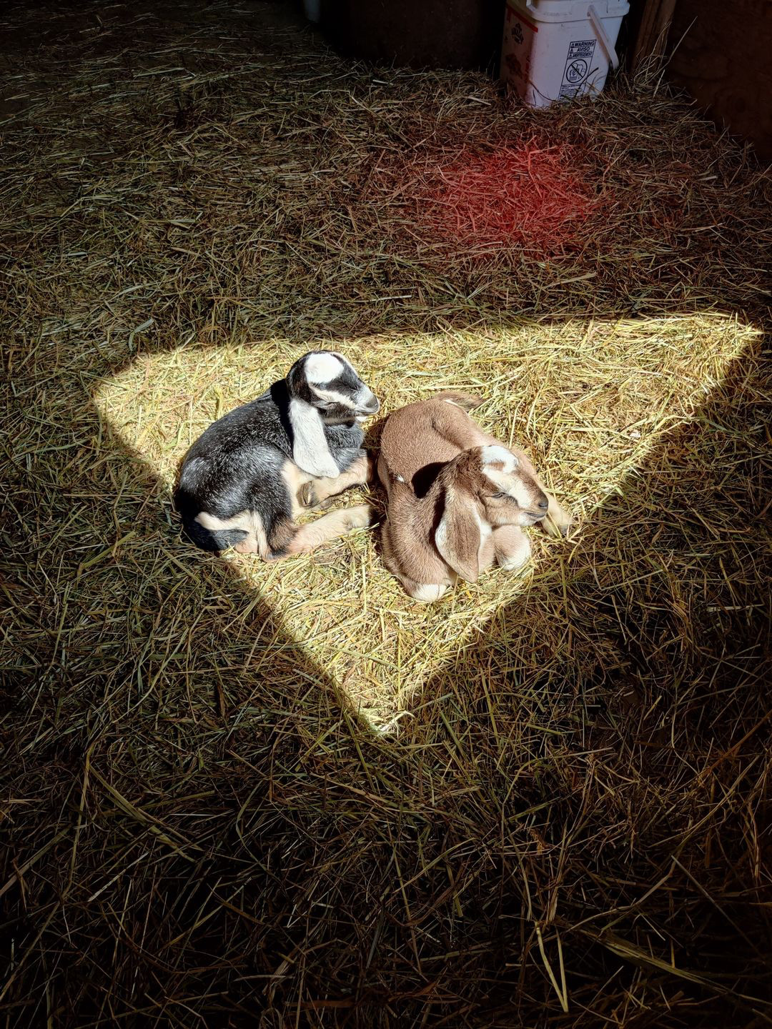 Two puppies resting on hay in a sunlit area at Foundation for Intentional Community.