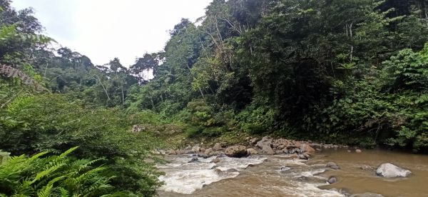 Serene river flowing through lush tropical forest for eco community.