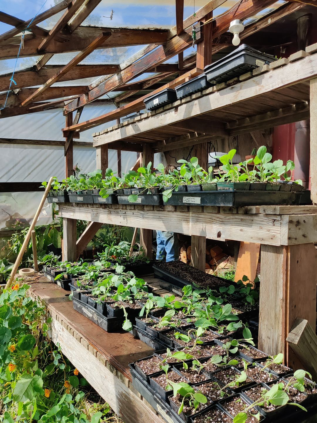 Indoor vegetable garden with seedlings on wooden shelves at Alpha Farm.