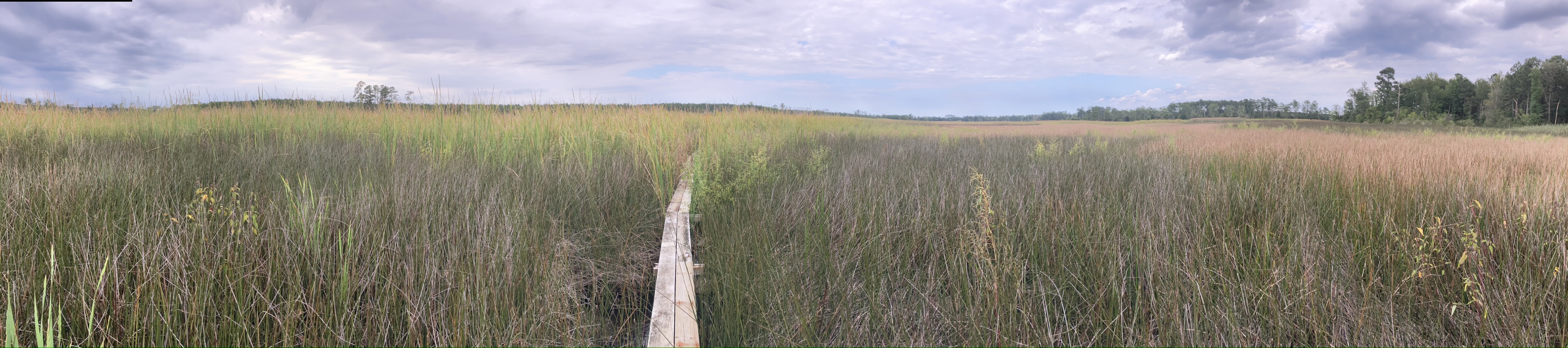 Scenic view of a grassy field with a wooden path and cloudy sky.