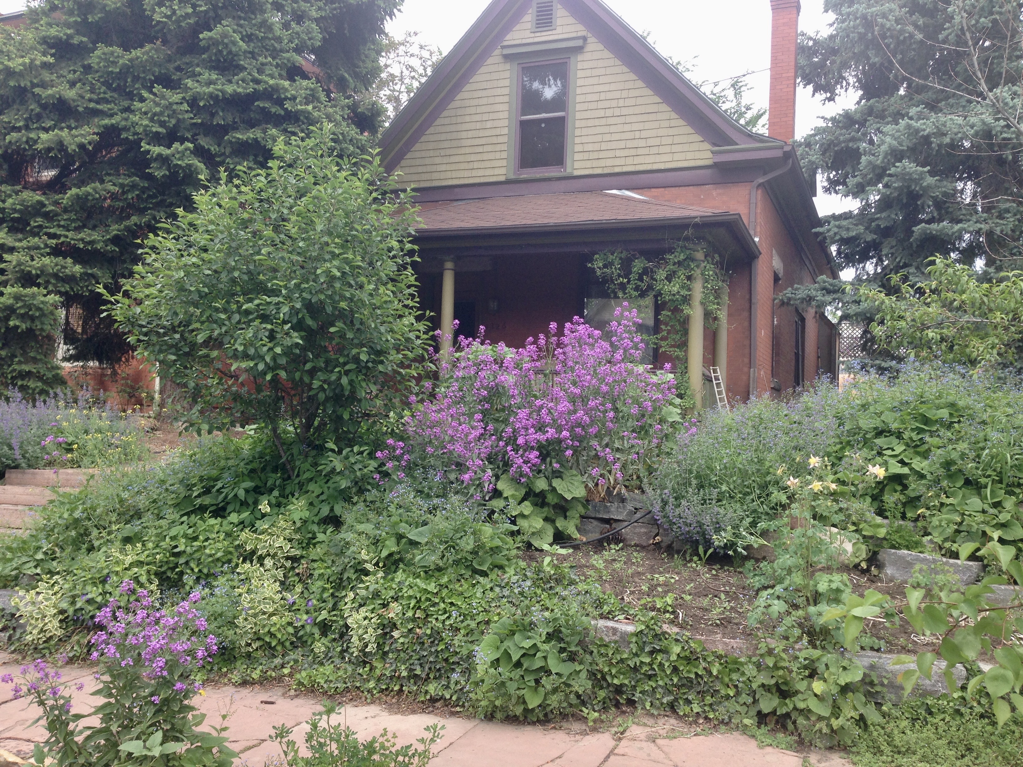 Lush permaculture garden with diverse plants and a cozy house in the background.