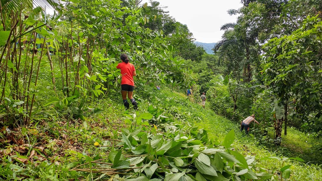People planting and tending crops on a lush green farm.