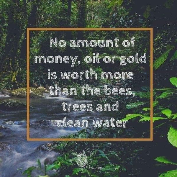 Quote about the value of nature over money in a forest setting.