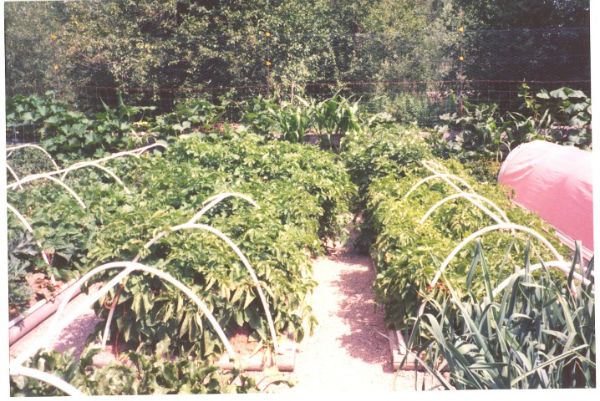 Vegetable garden with lush greenery and organized planting beds.