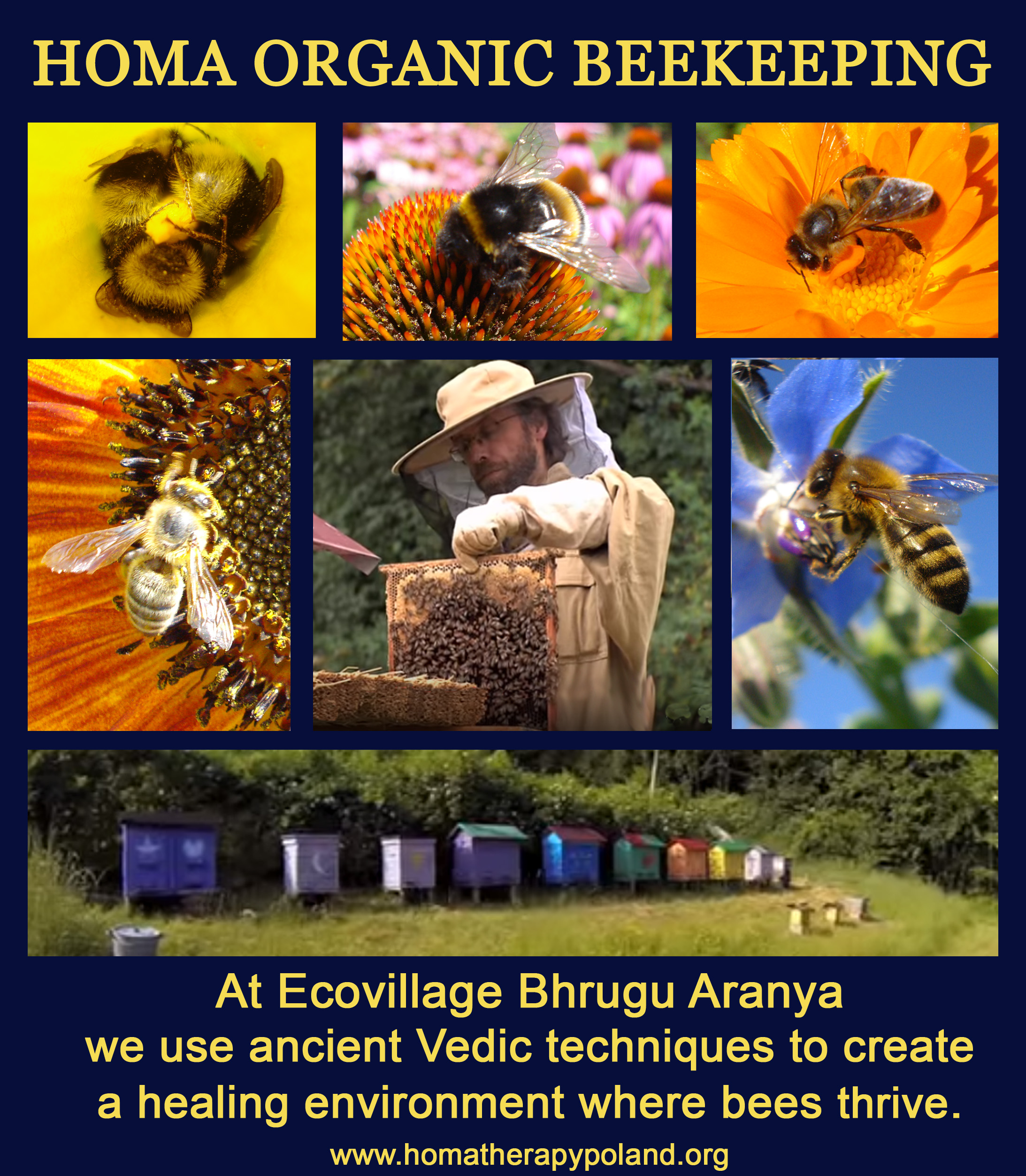 Beekeeping activity at Bhrugu Aranya Ecovillage with bees and hives.