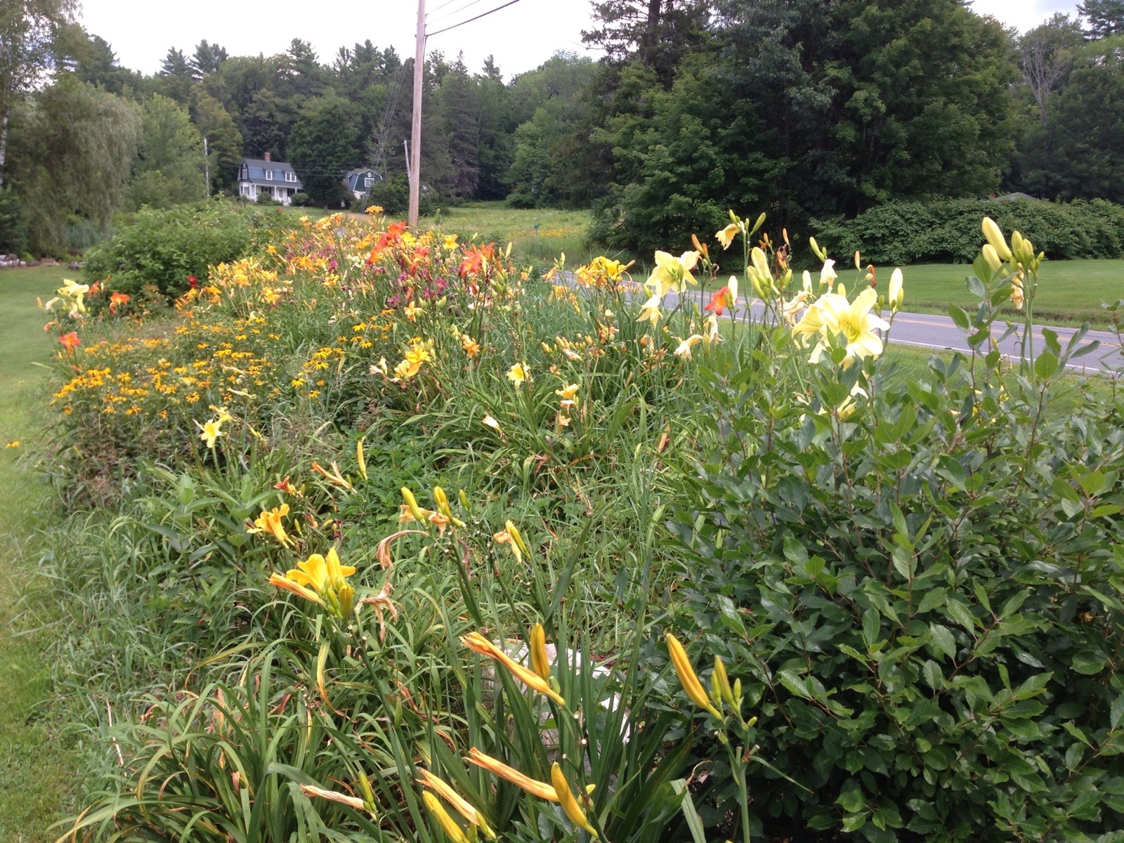 Community garden with colorful flowers and lush greenery in a rural setting.