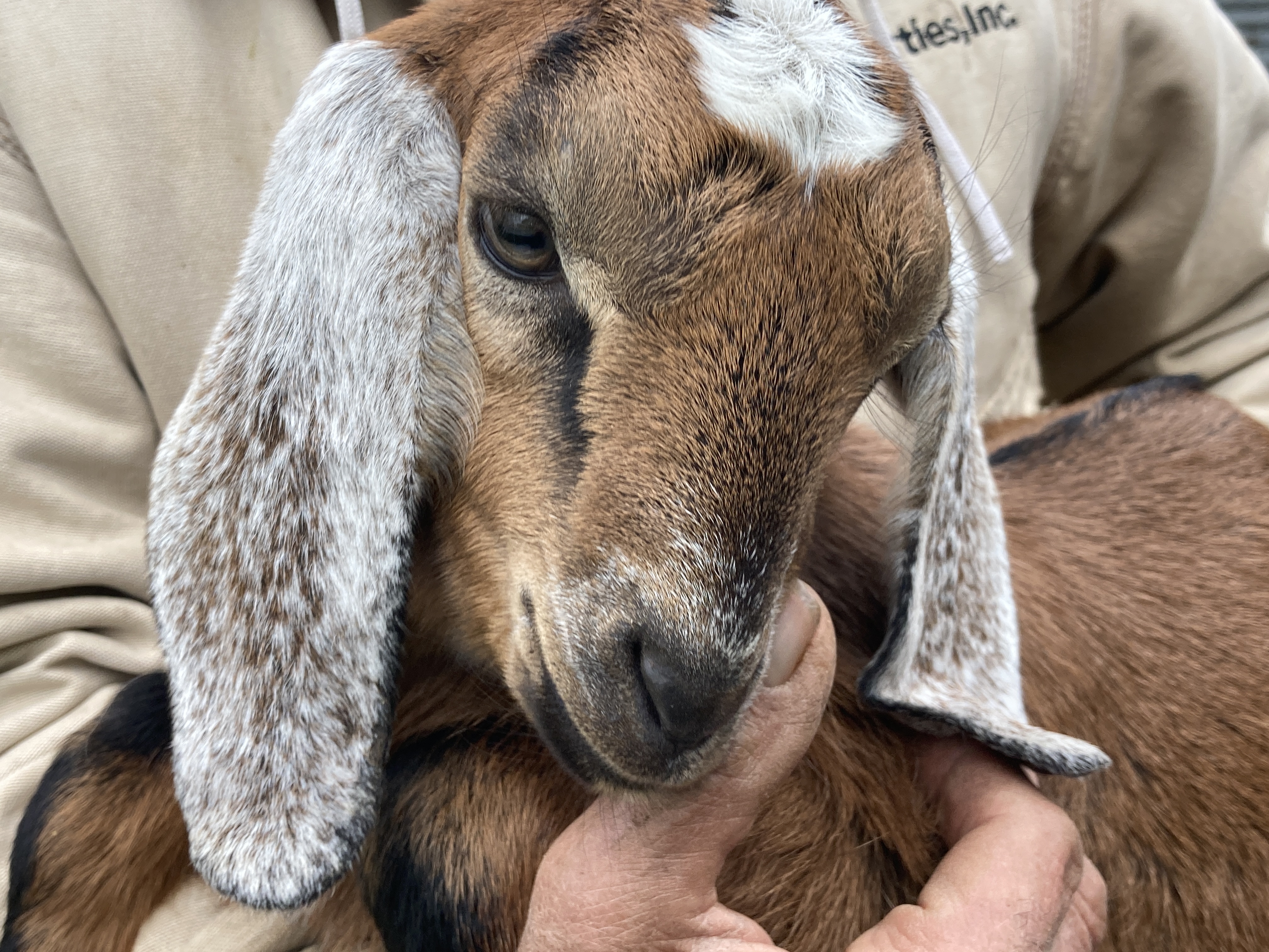 Adorable baby goat with floppy ears at Foundation for Intentional Community.