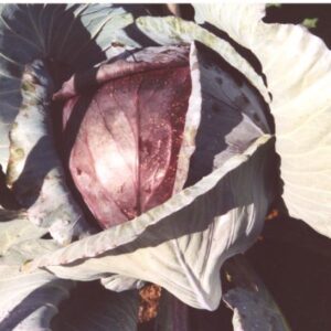 Close-up of a red cabbage plant with large leaves and a developing head.