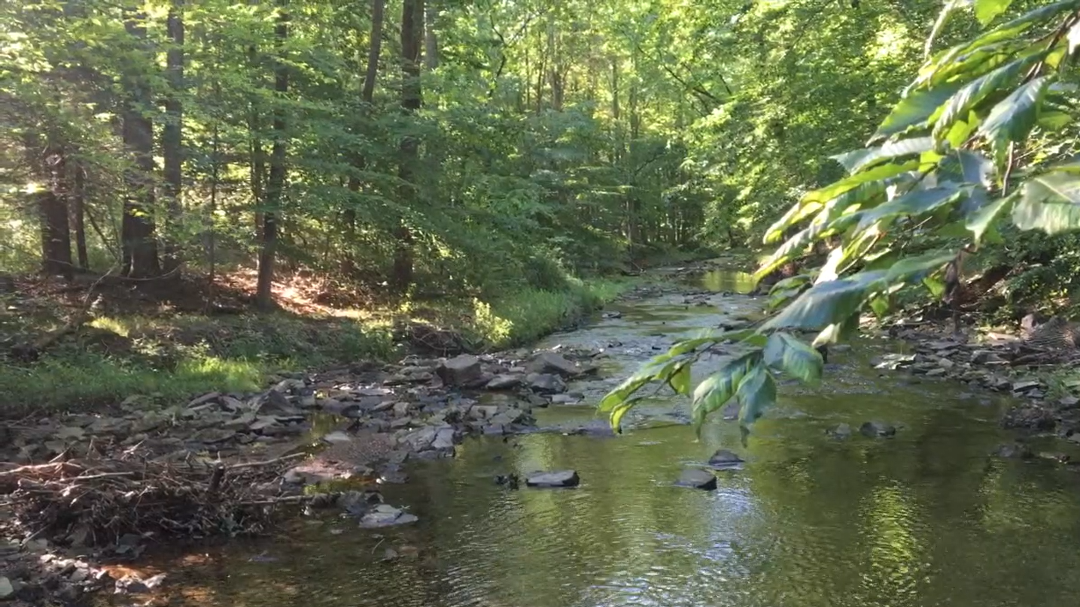Serene forest stream at Bryn Gweled Homesteads for community living.