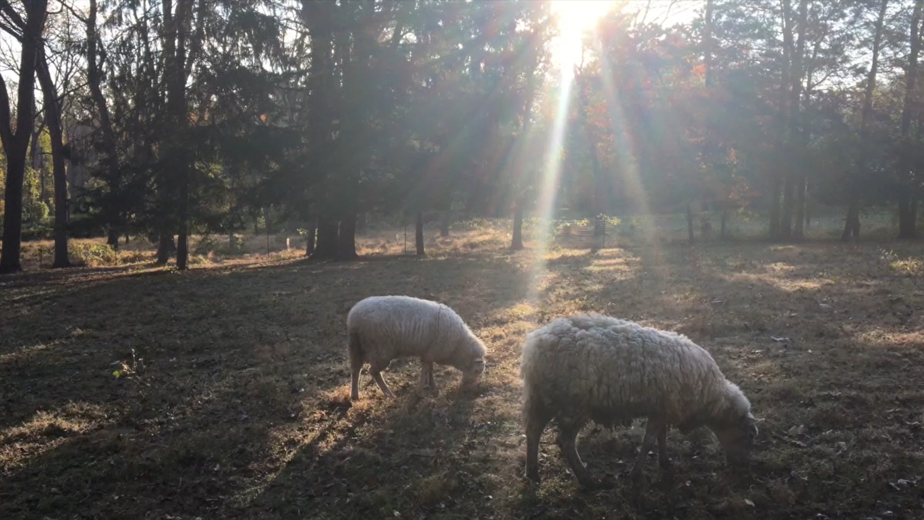 Sheep grazing in a sunlit forest clearing at Bryn Gweled Homesteads.