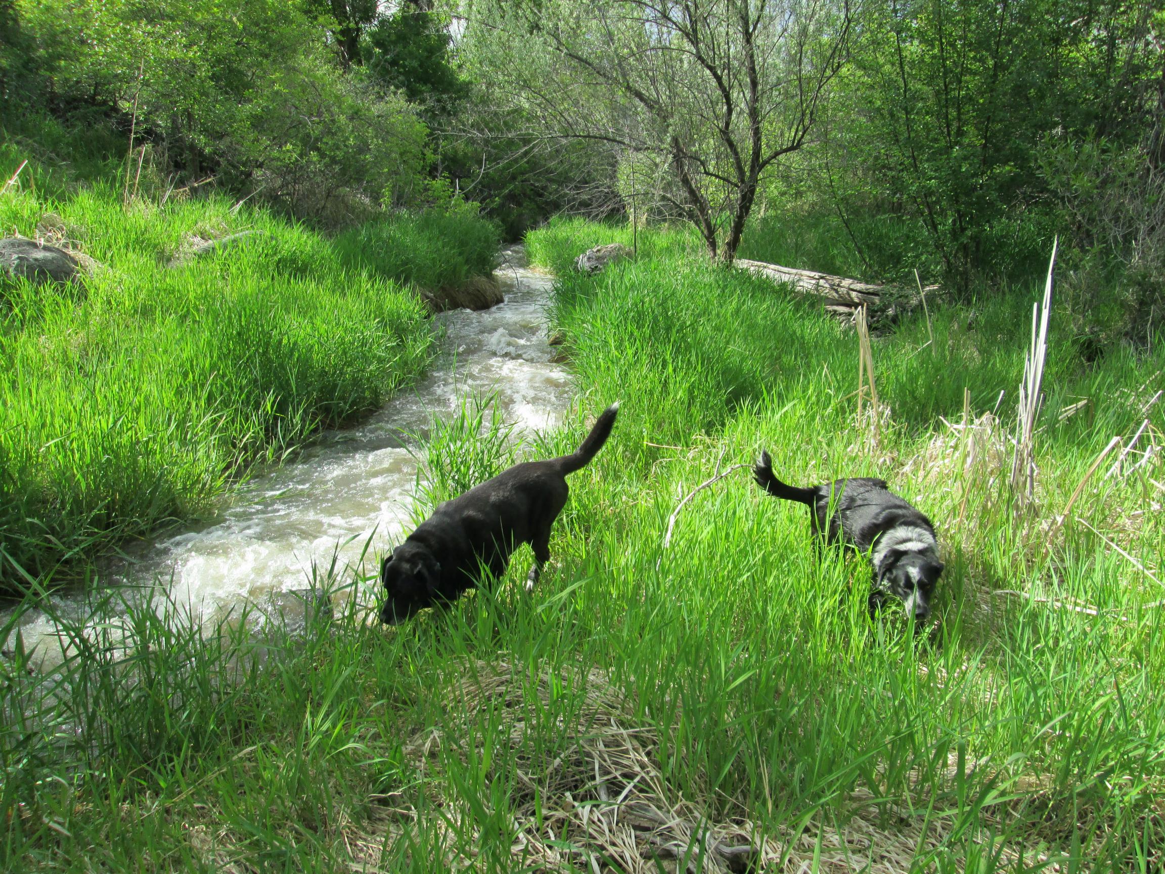 Dogs exploring a lush green creek in a peaceful natural setting.