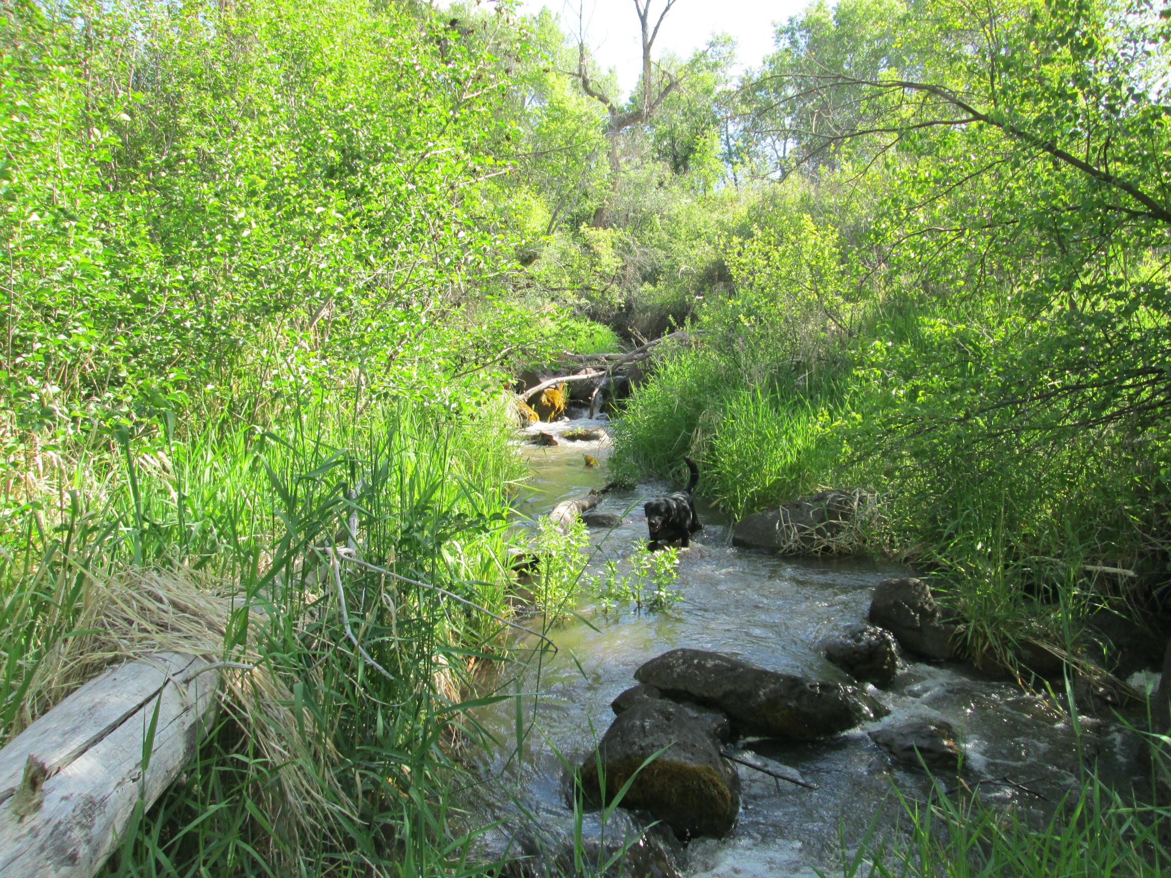 Peaceful creek flowing through lush green forest with rocks and trees.