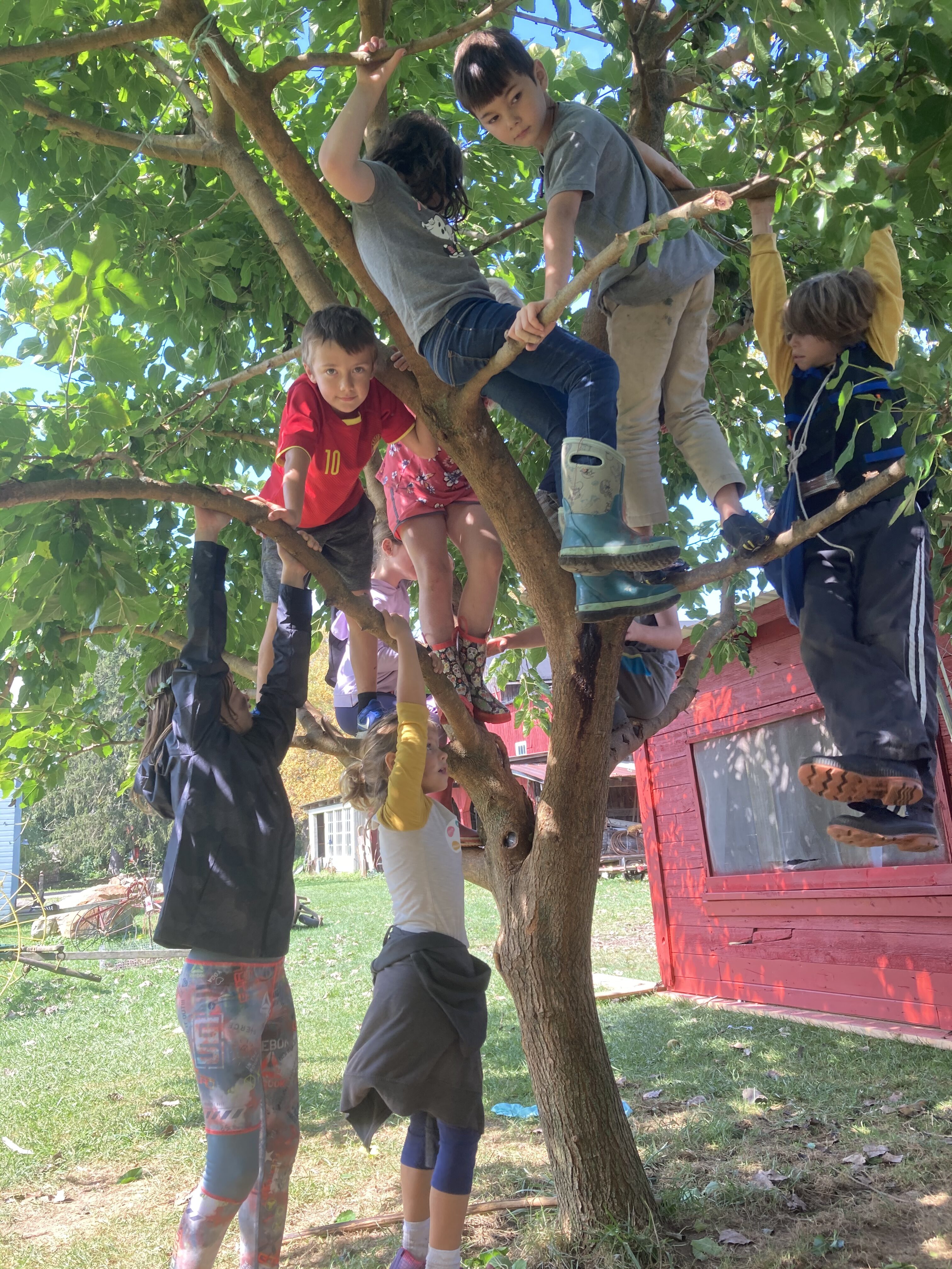 Kids climbing and playing on a tree in a community setting.