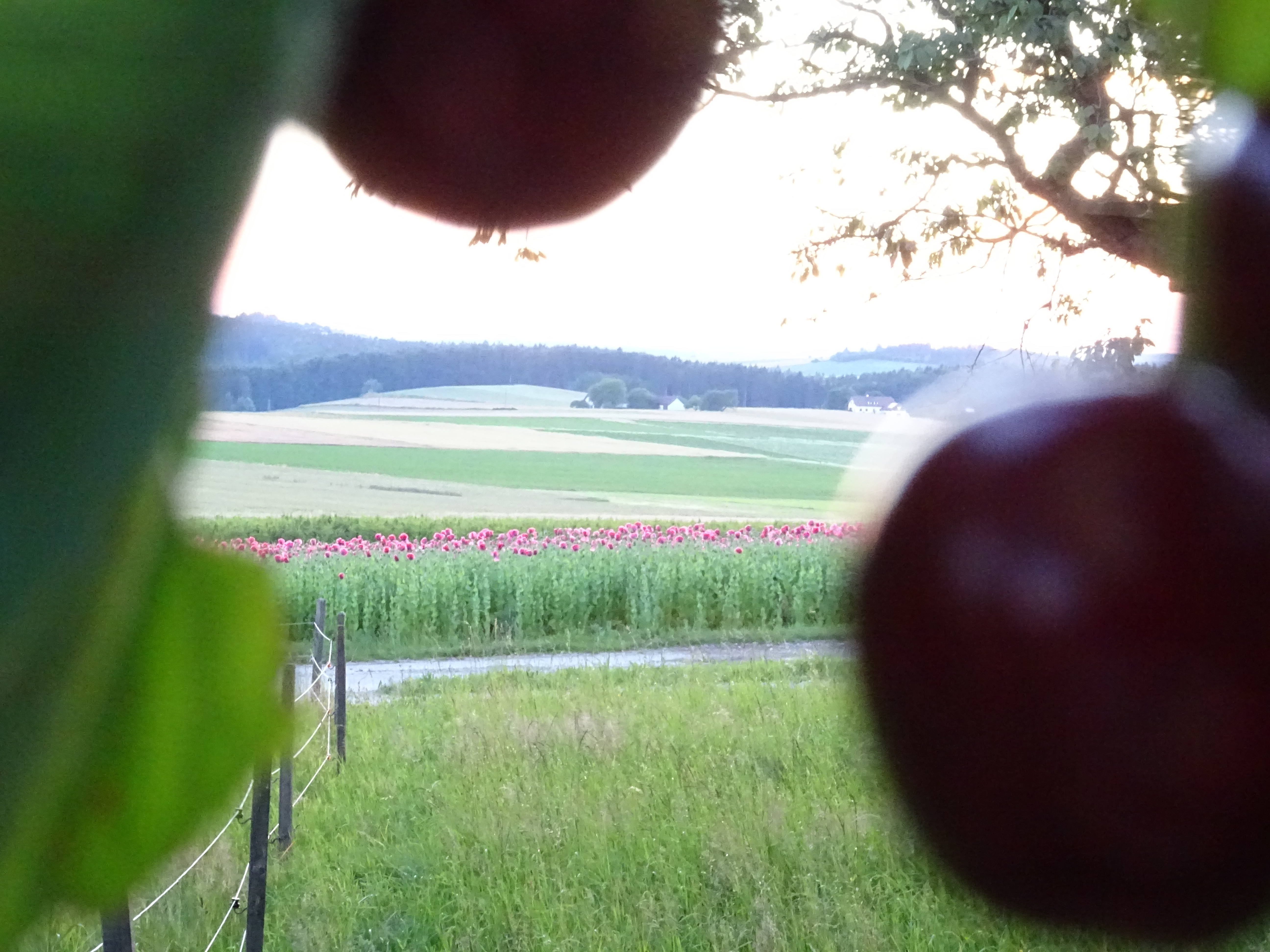 View of a cherry orchard with rolling fields and distant hills.