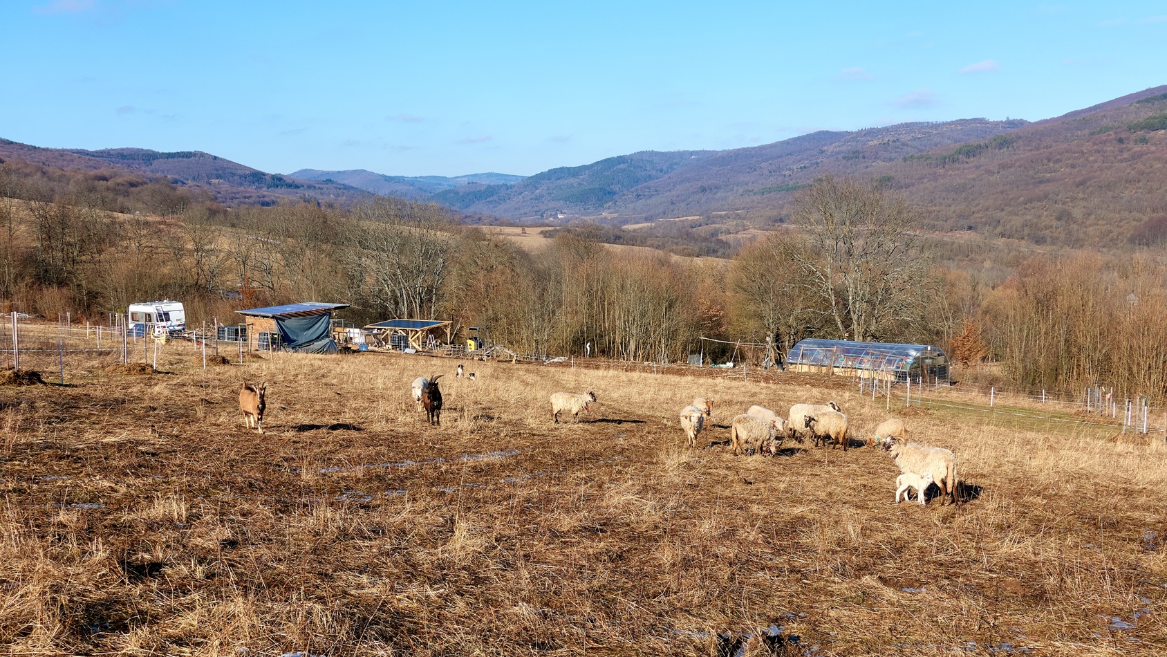 Scenic view of a rural homestead with grazing animals and mountains in the background.