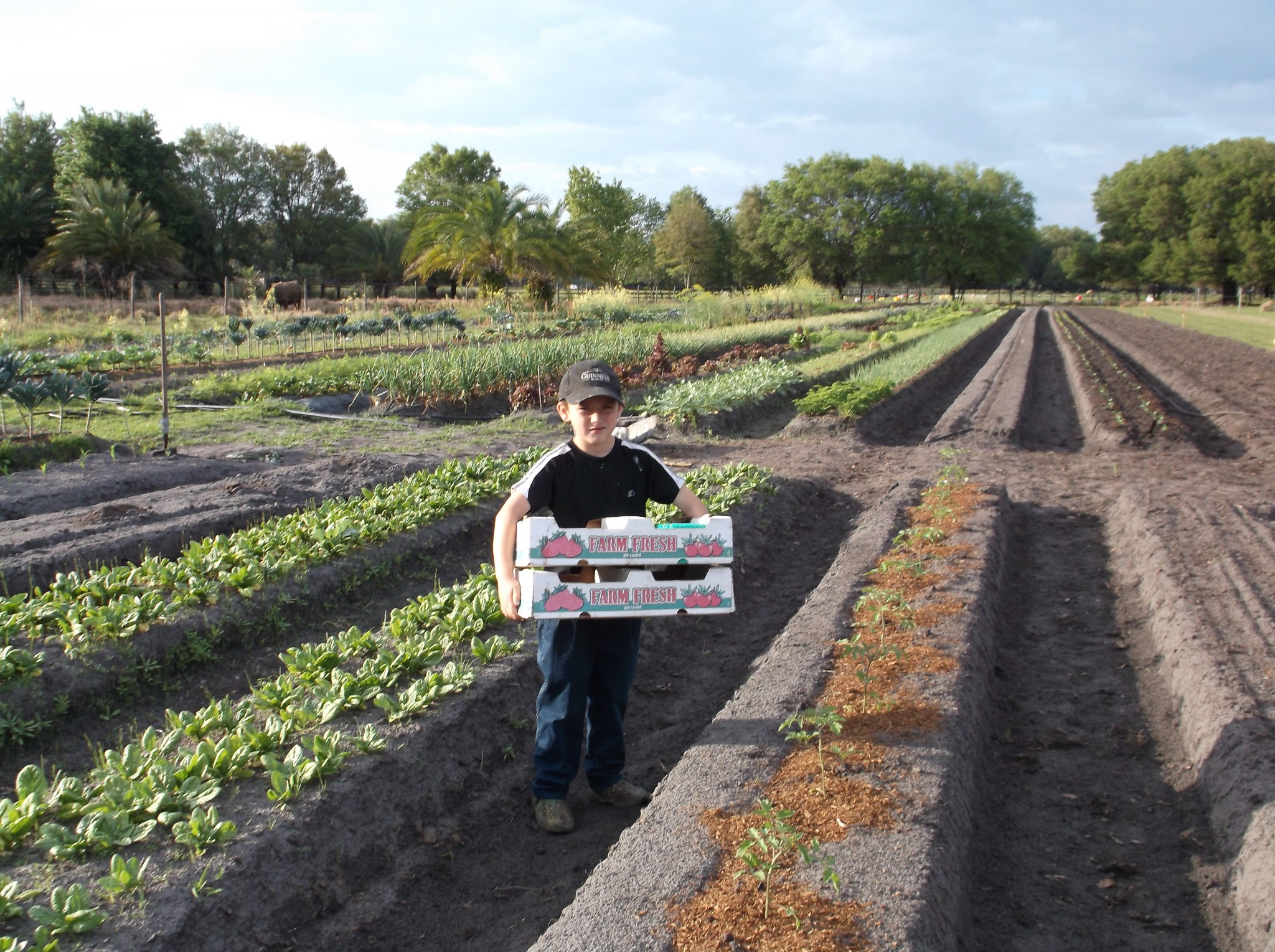 Child holding farm produce box in a community farm setting.
