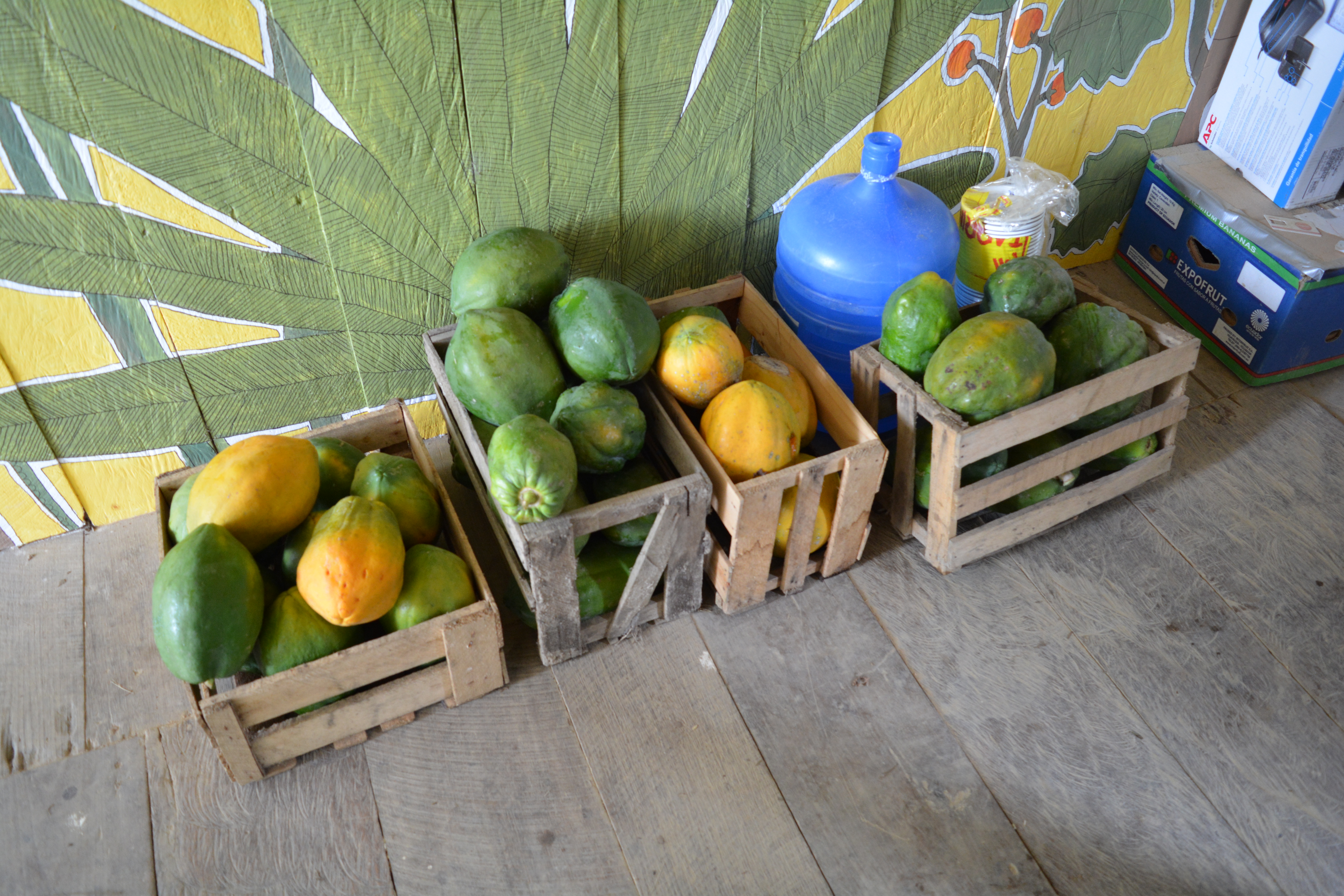 Mangoes in wooden crates at Fruit Haven Ecovillage for sustainable living.