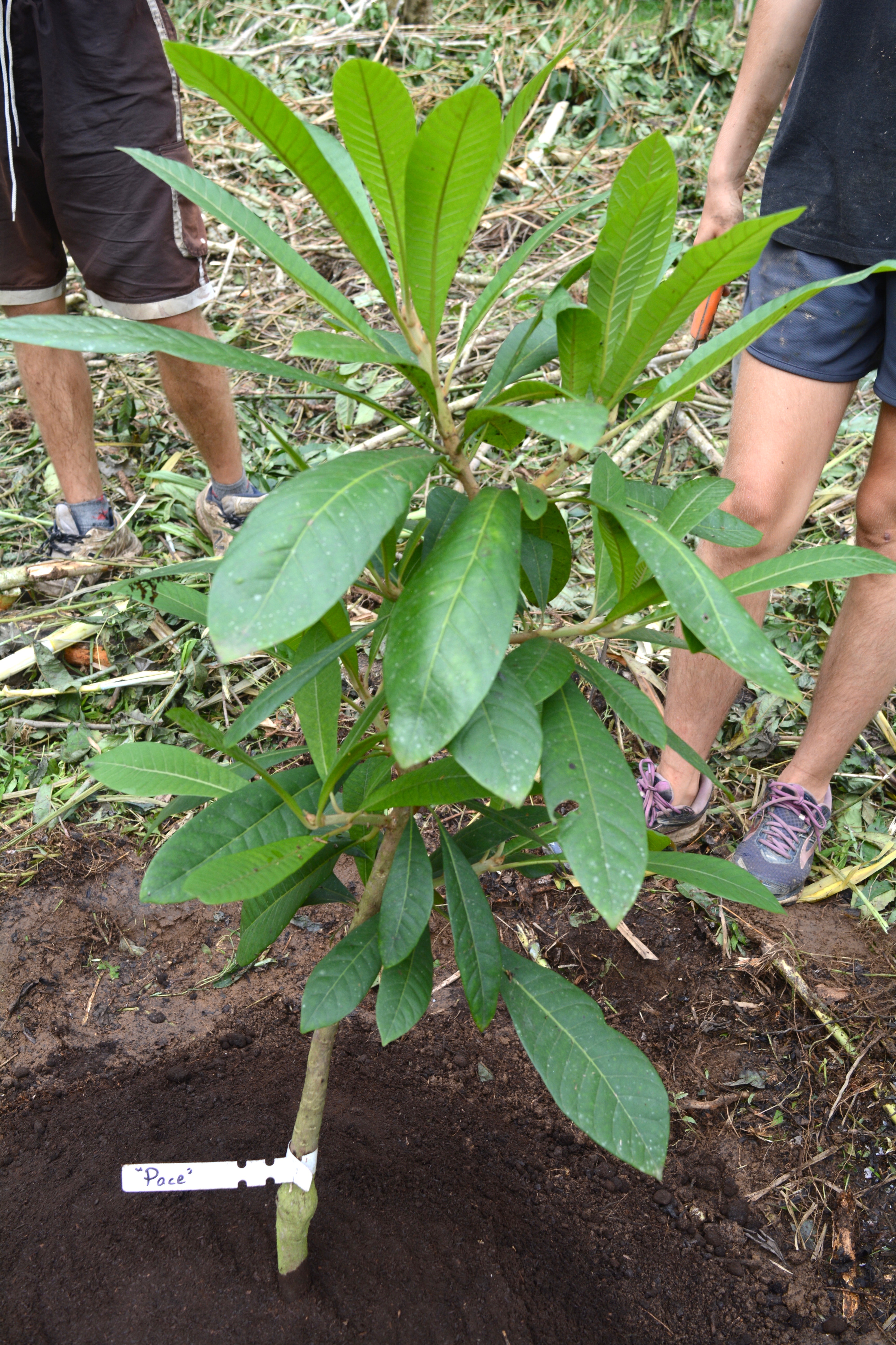 Young tree planting at Fruit Haven Ecovillage for sustainable community living.