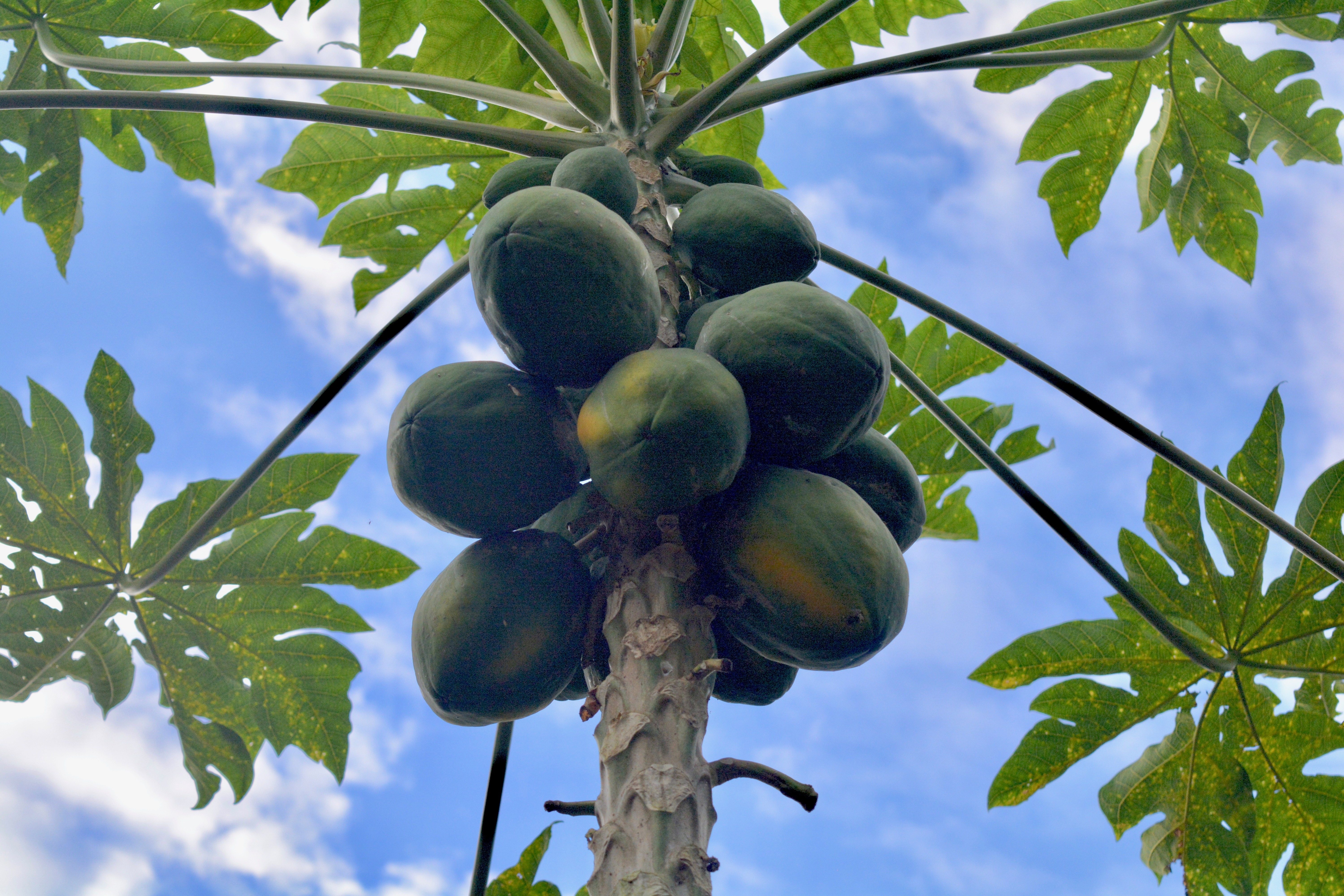 Papaya tree with ripe fruit against blue sky at Foundation for Intentional Community.