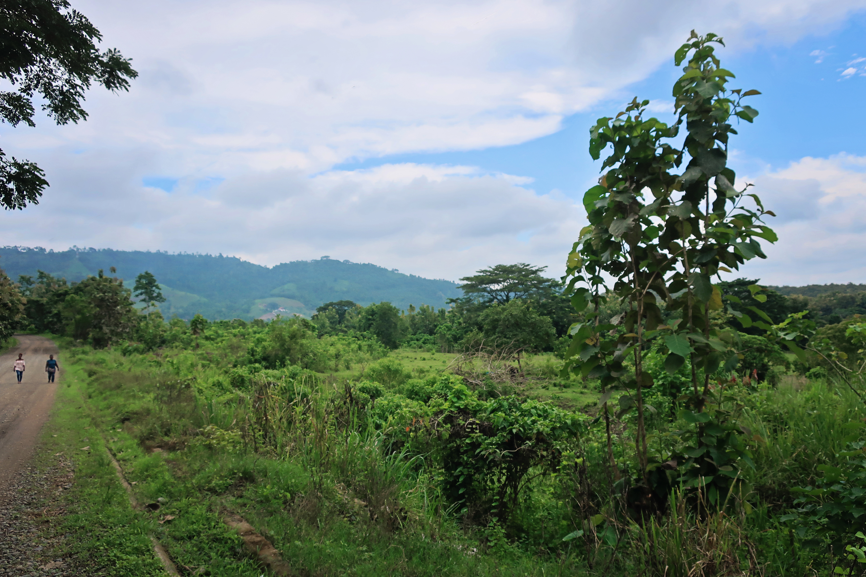 Scenic view of lush greenery and distant mountains at Durgas Tiger Land.