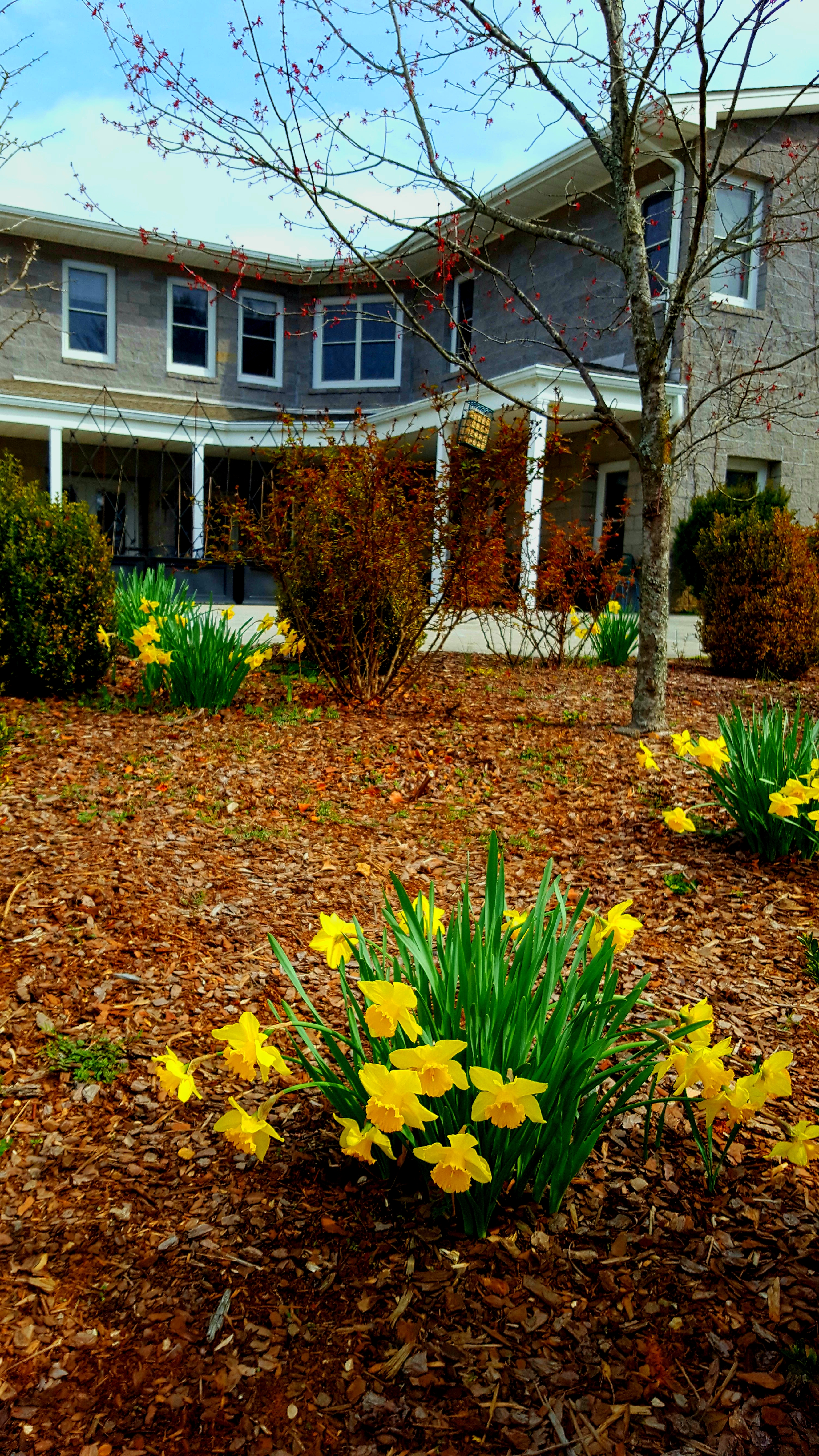 Community garden with blooming yellow daffodils and a large house in the background.