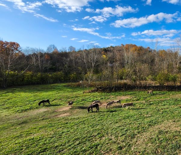 Pasture at Duck Creek Farm with horses grazing under a blue sky.