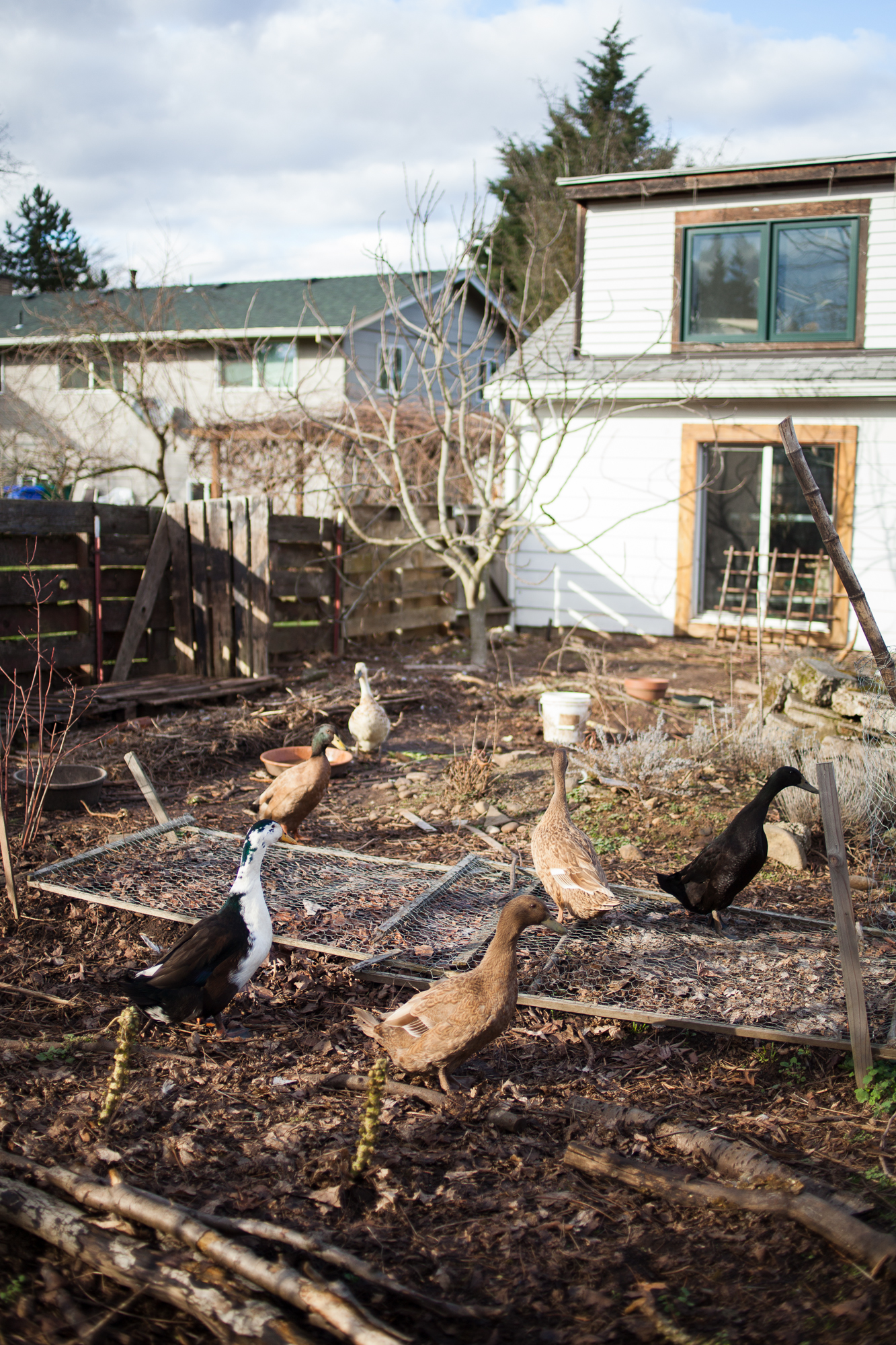 Chickens roaming in a community garden with a house in the background.