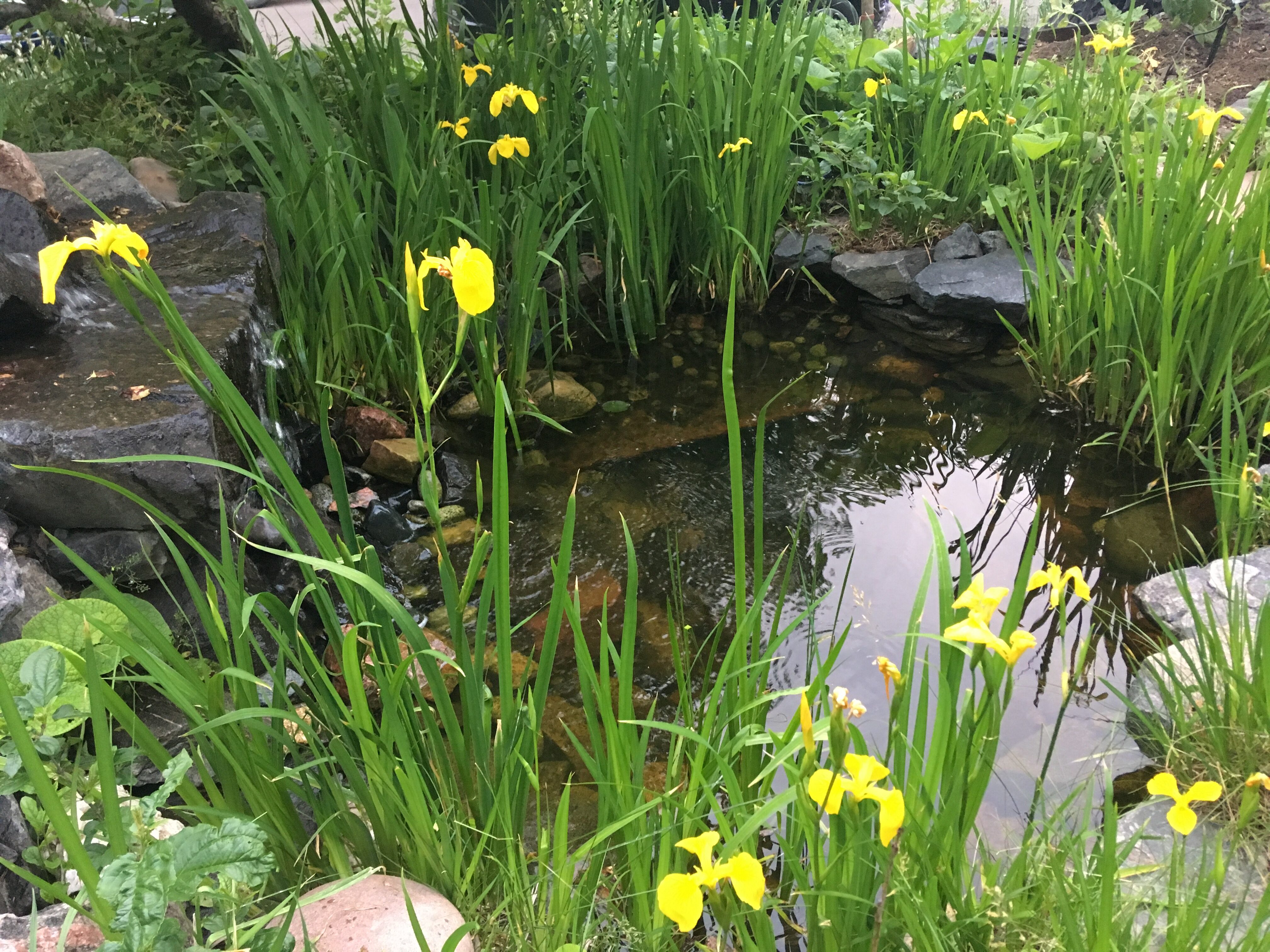 Lush permaculture garden with pond, yellow flowers, and green plants.