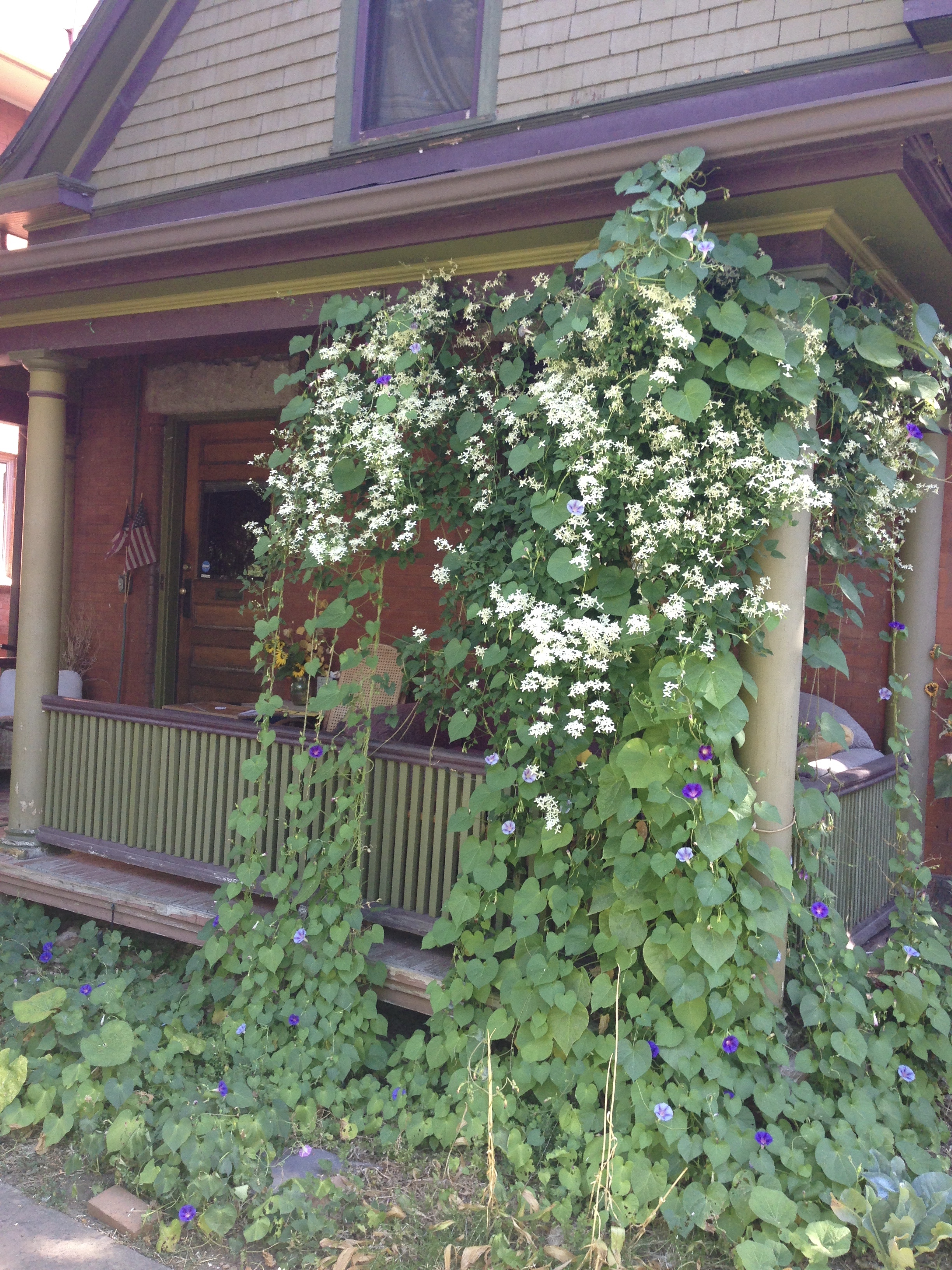 House with lush green plants and white flowering vines on porch.