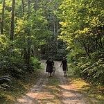 Two people walking on a forest trail surrounded by lush green trees.