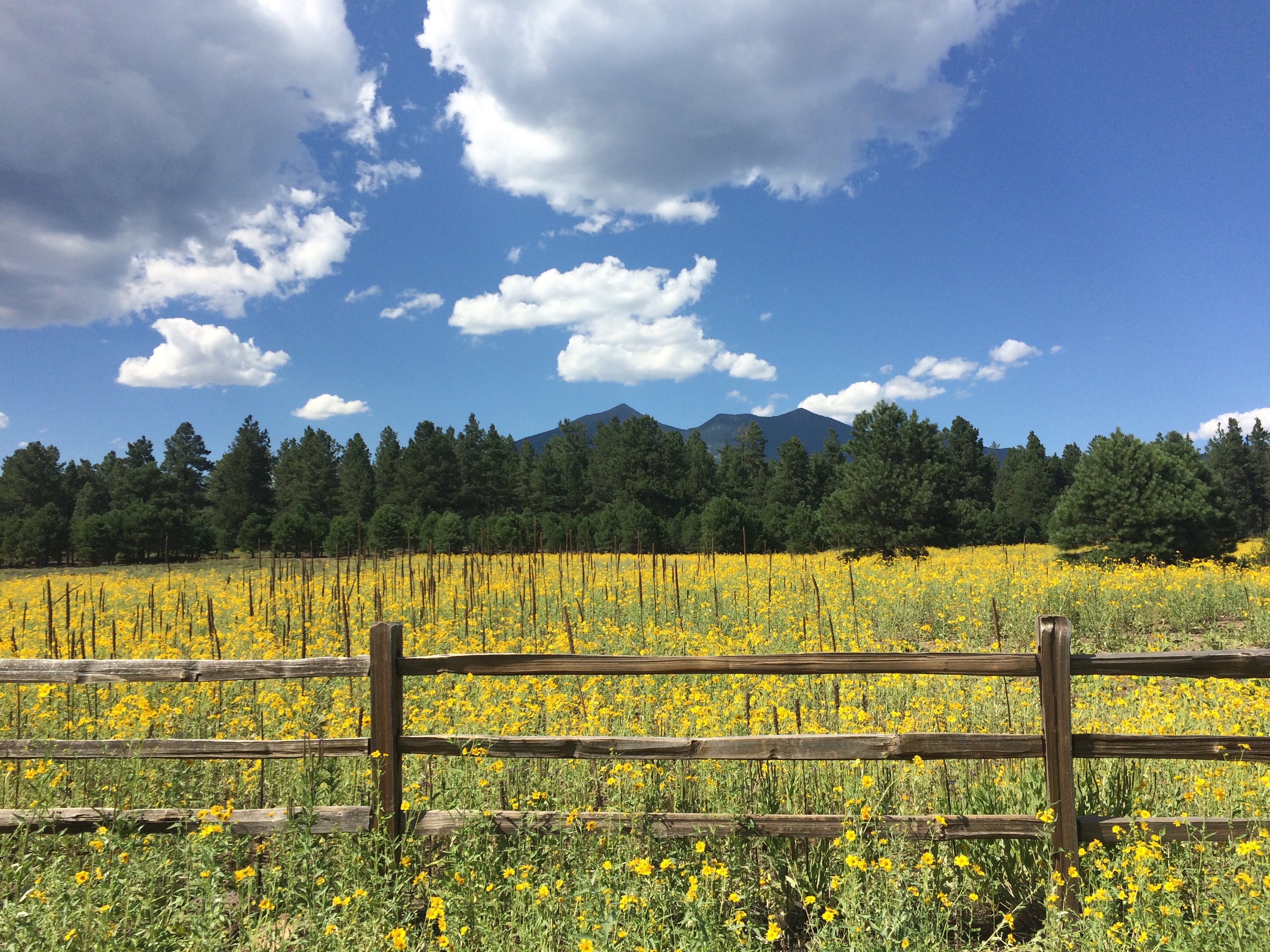 Beautiful landscape of Flagstaff with yellow wildflowers and mountains in the background.