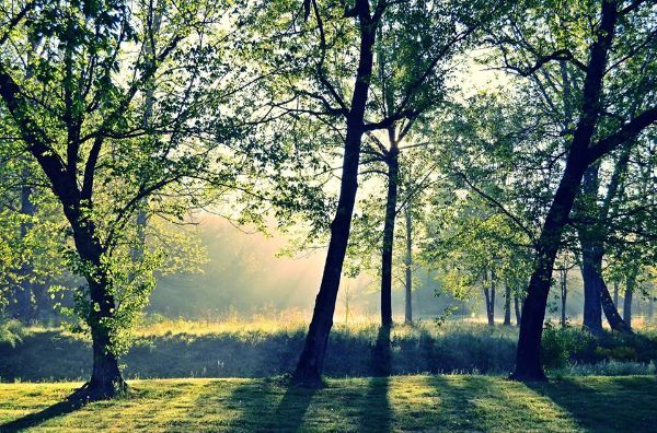 Sunlight filtering through trees in a peaceful forest setting.
